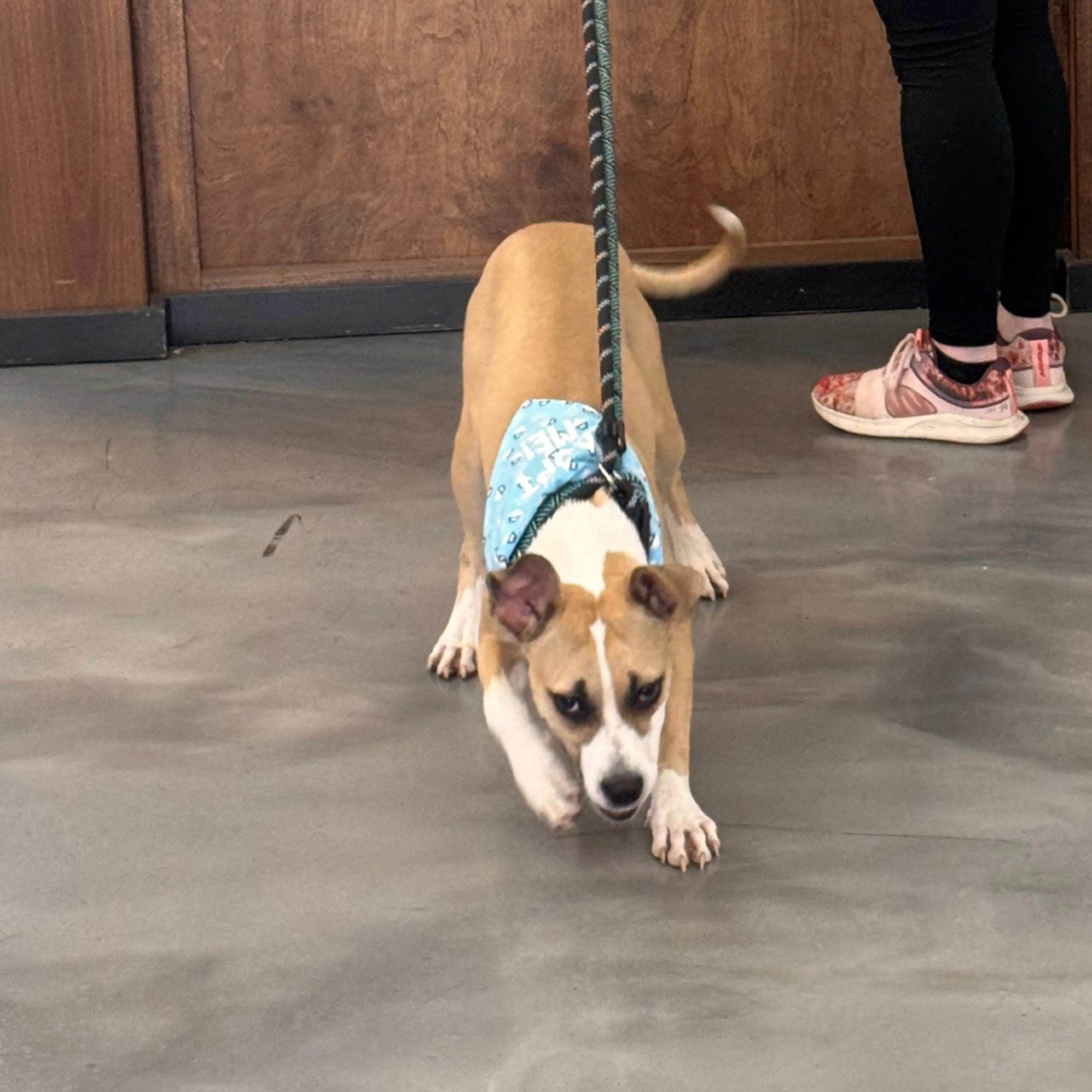 Found pet-2