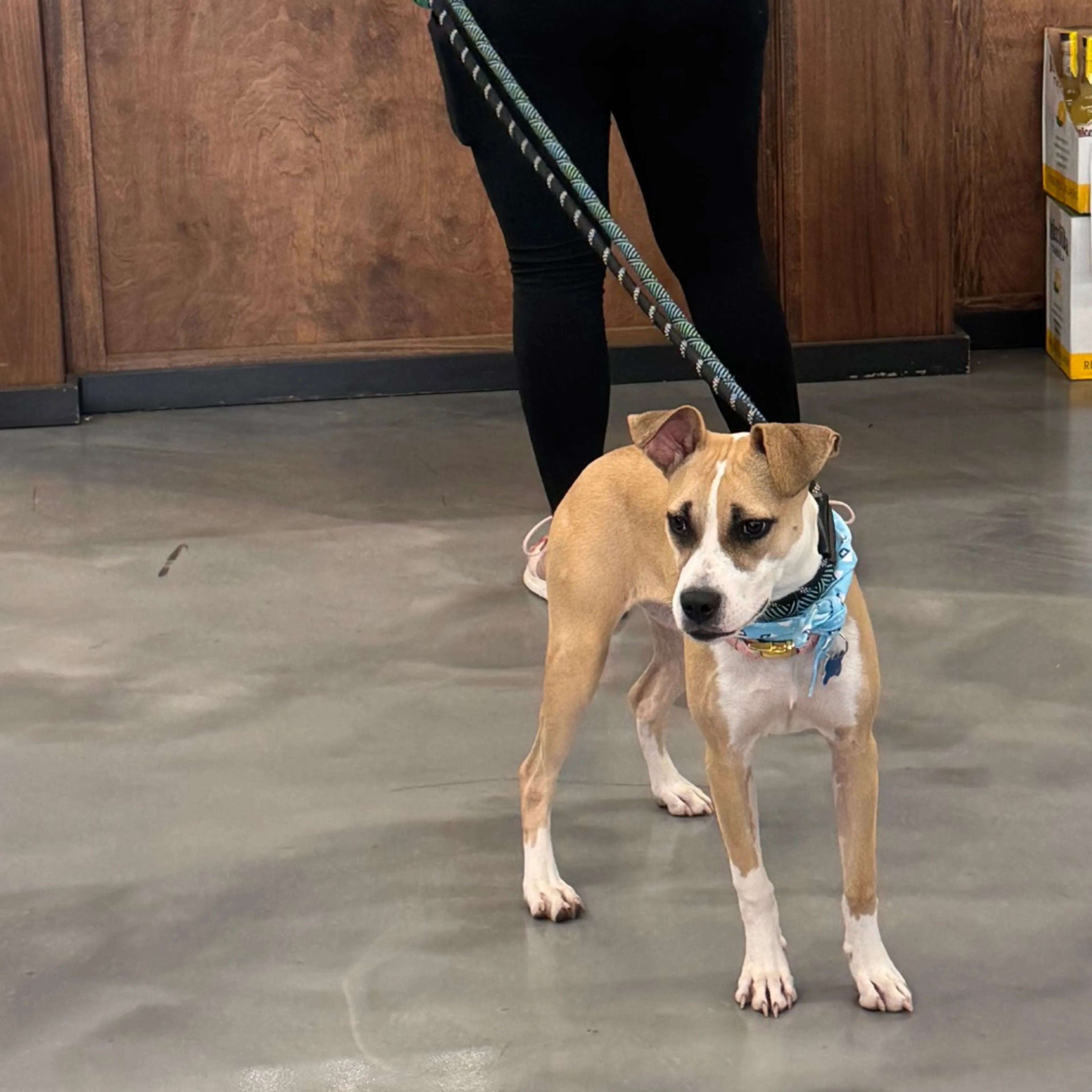 Found pet-1