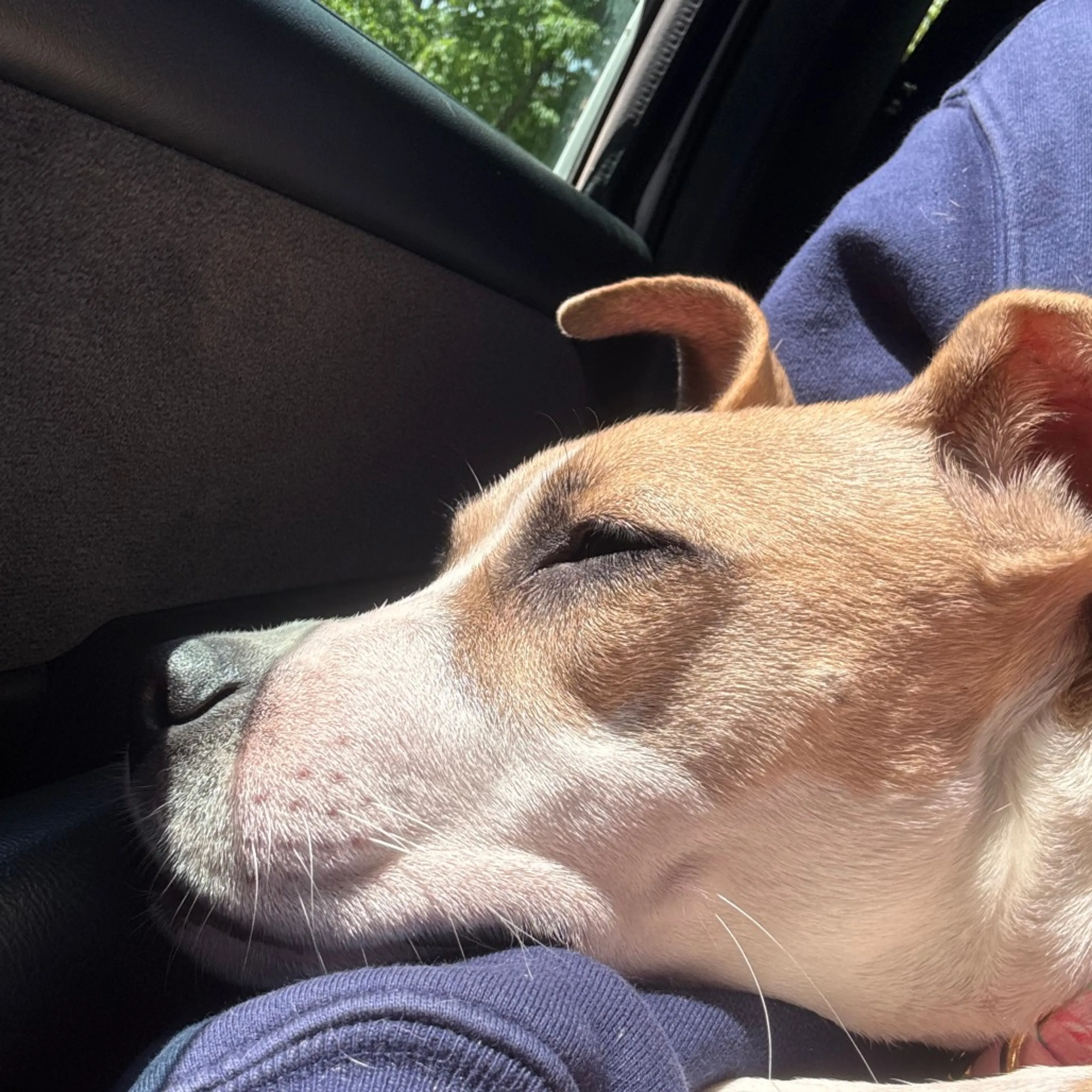 Found pet-6