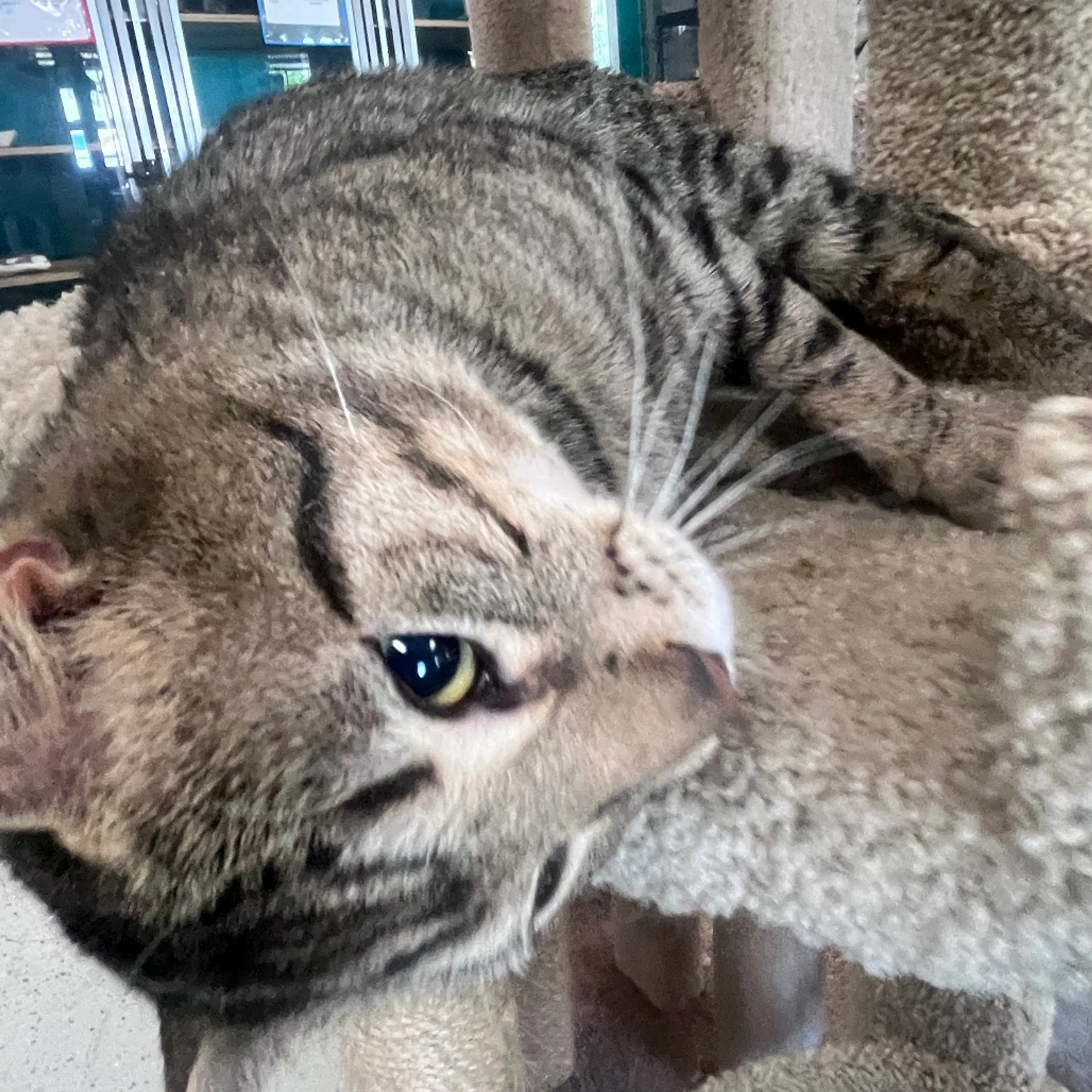 Found pet-5