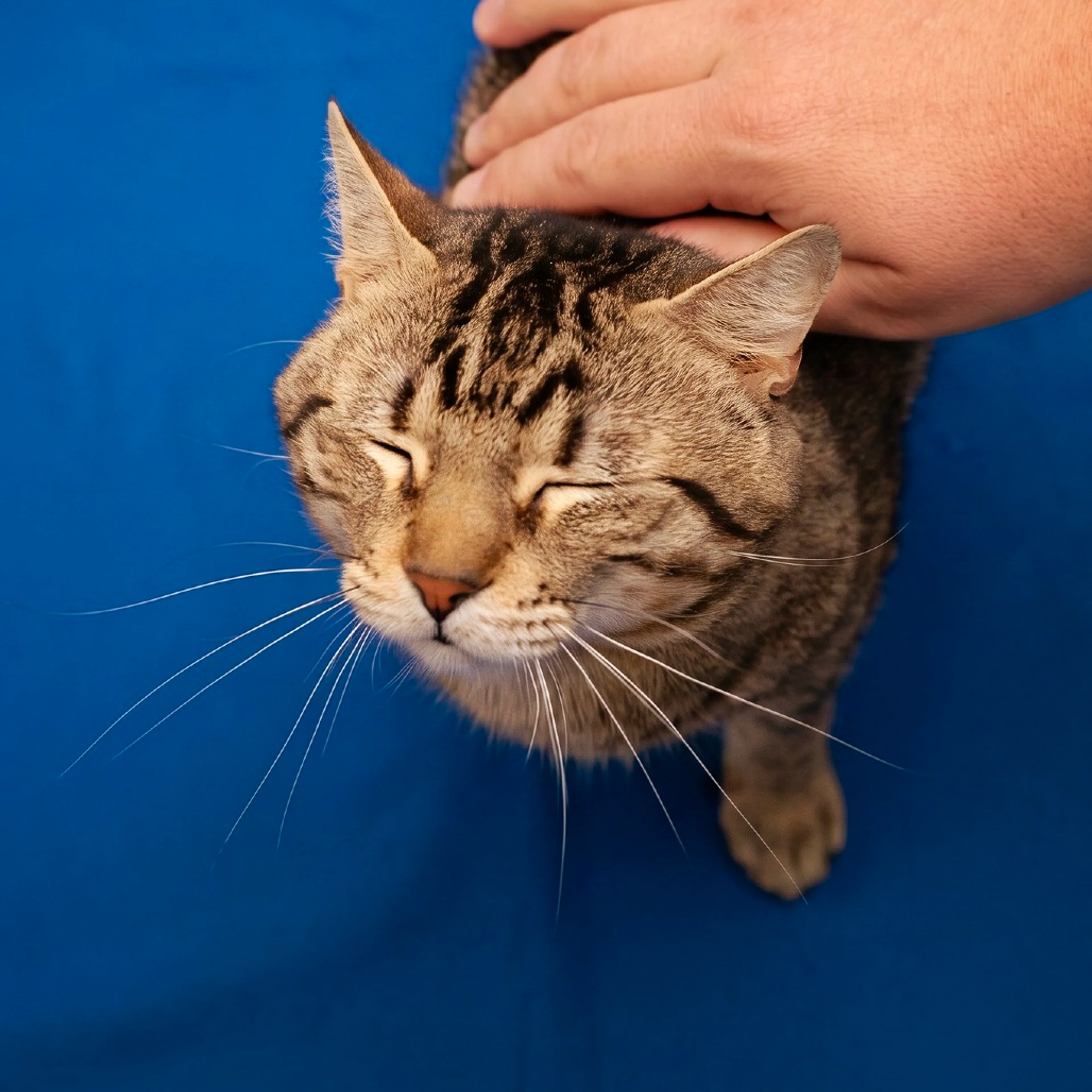 Found pet-7