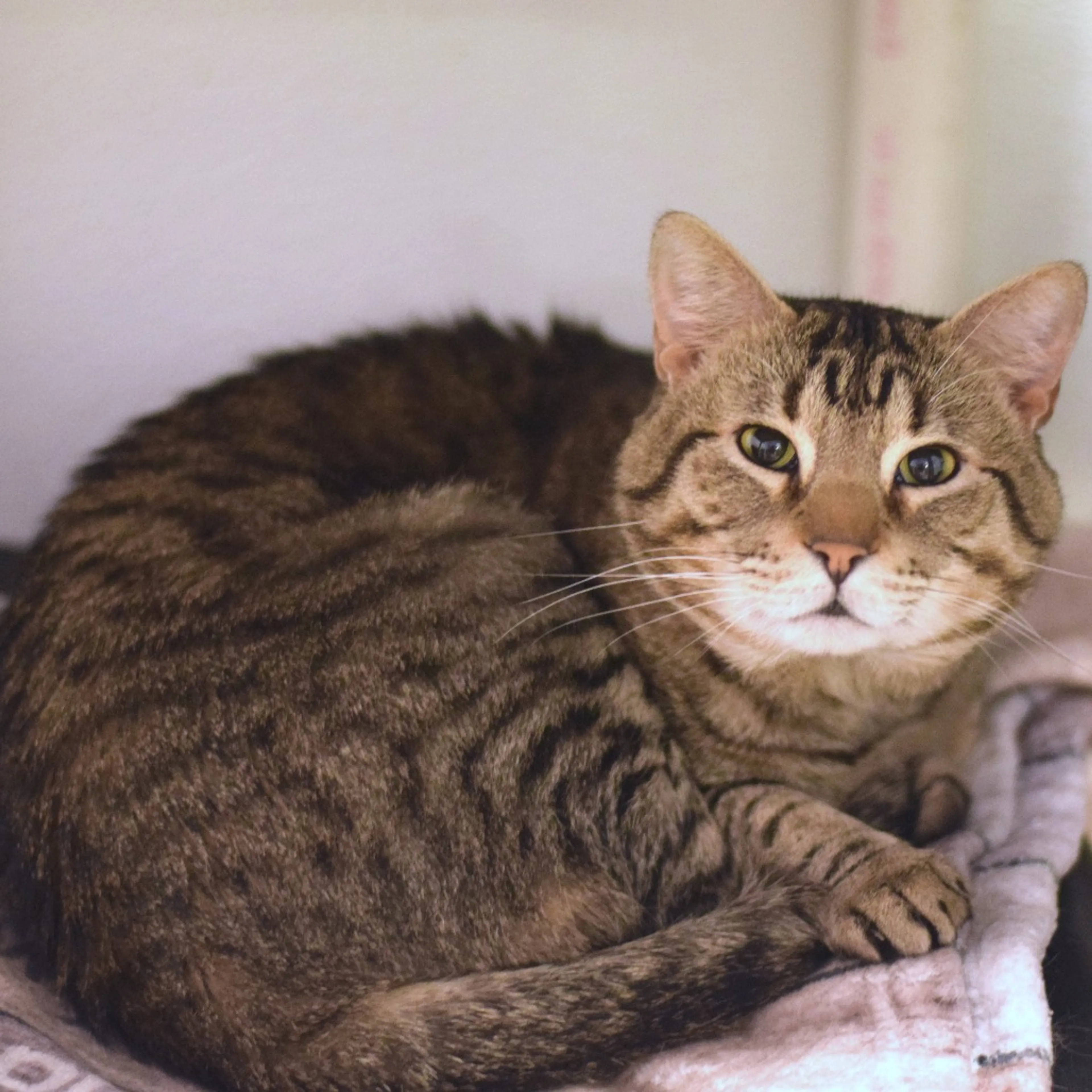 Found pet-8