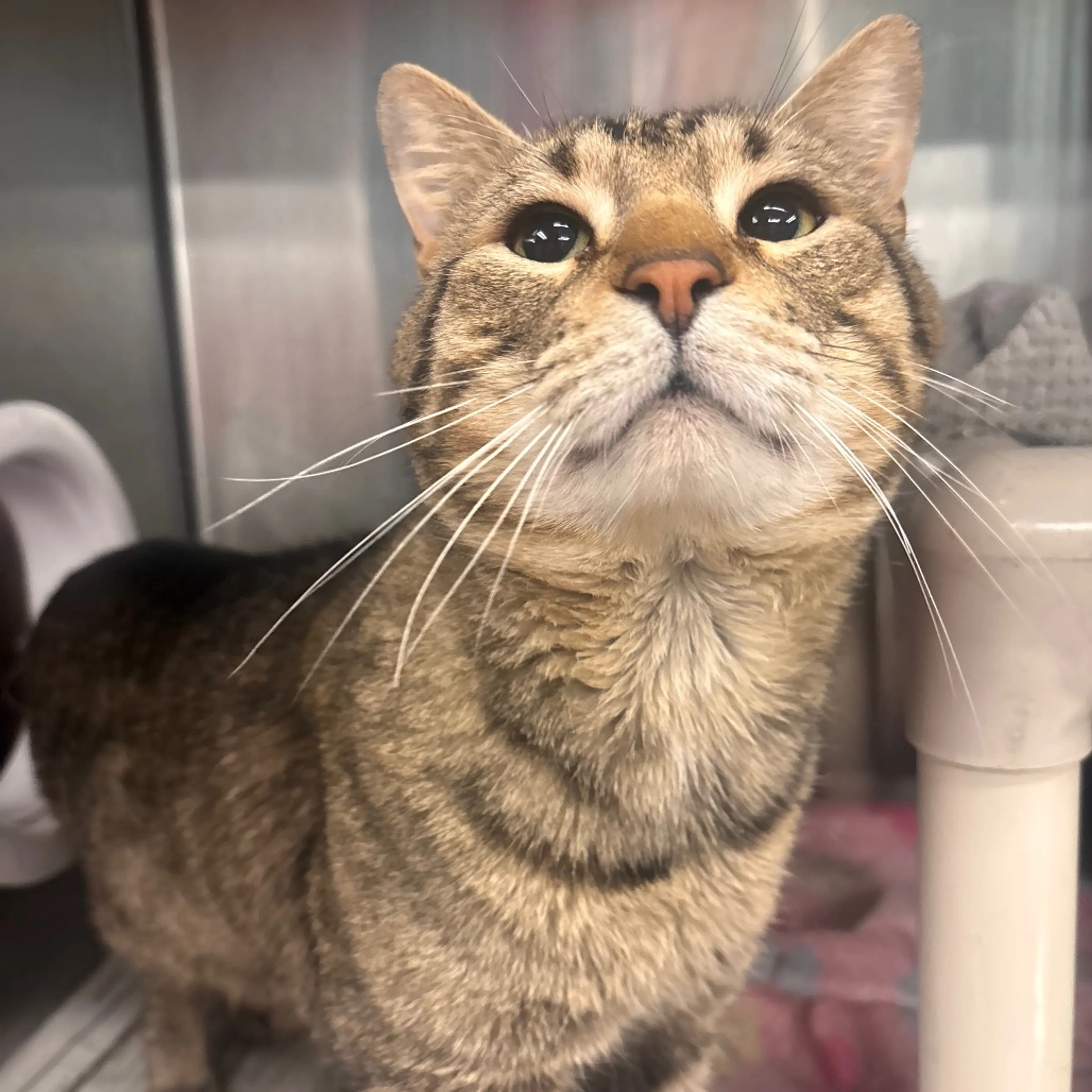 Found pet-1