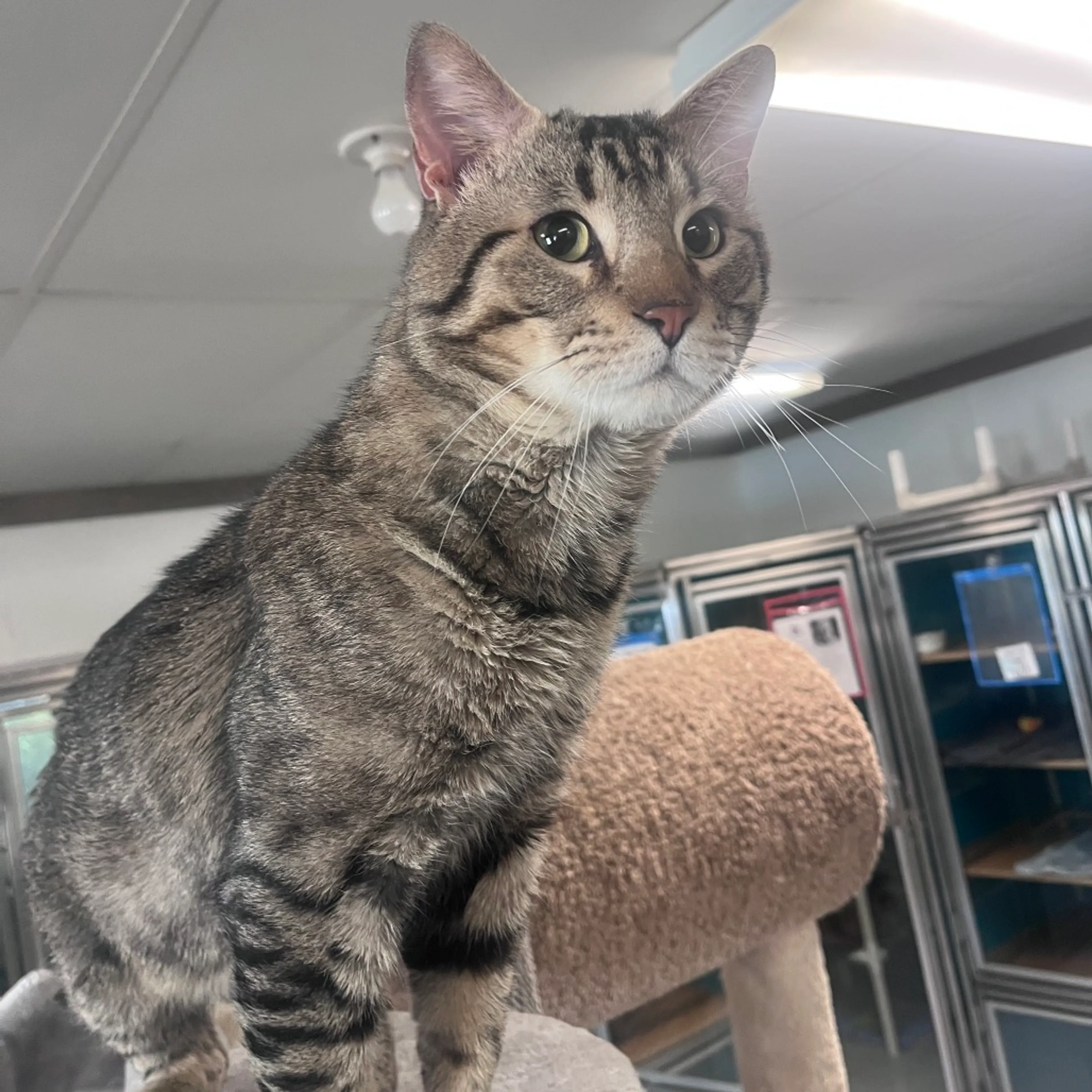 Found pet-4