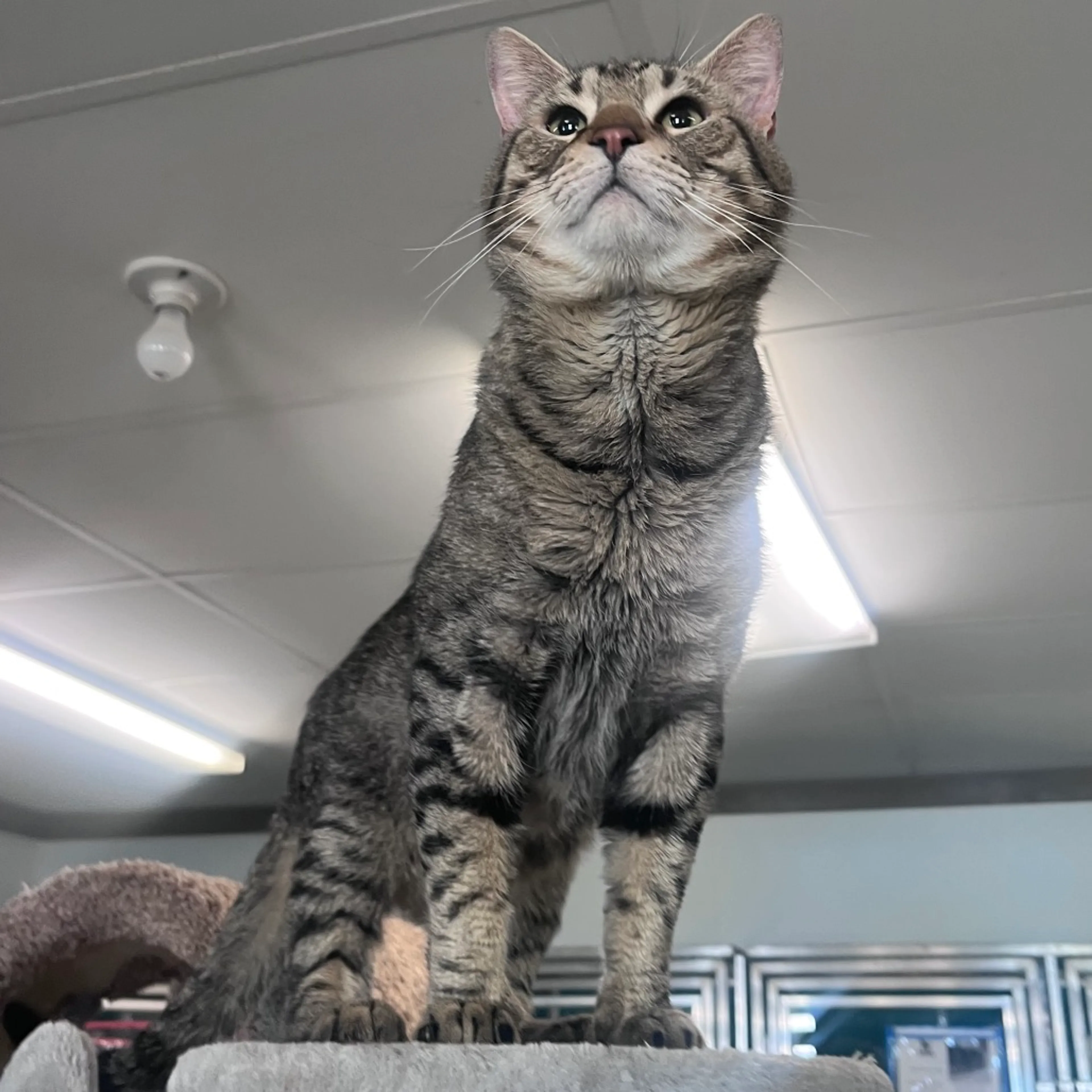 Found pet-3