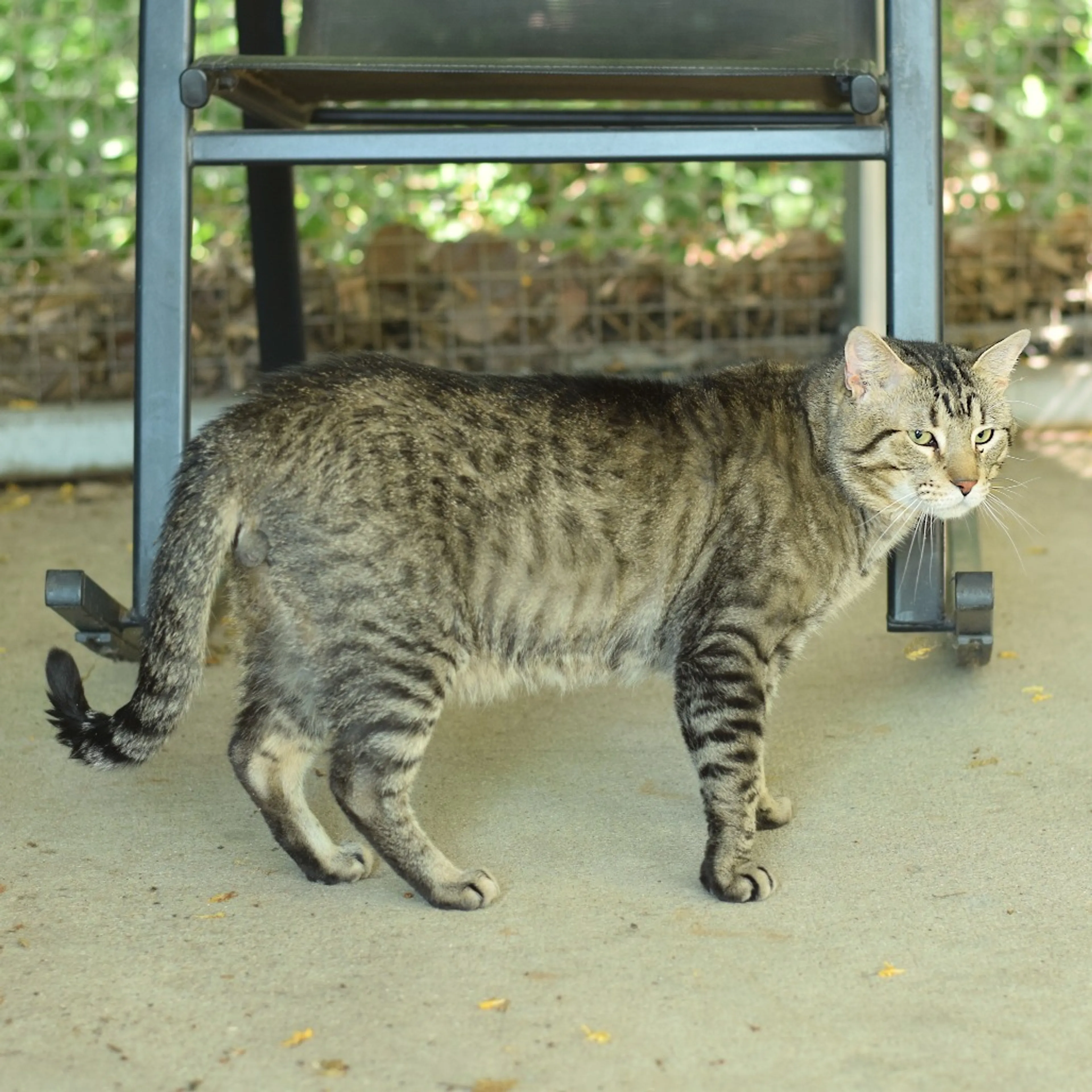 Found pet-6