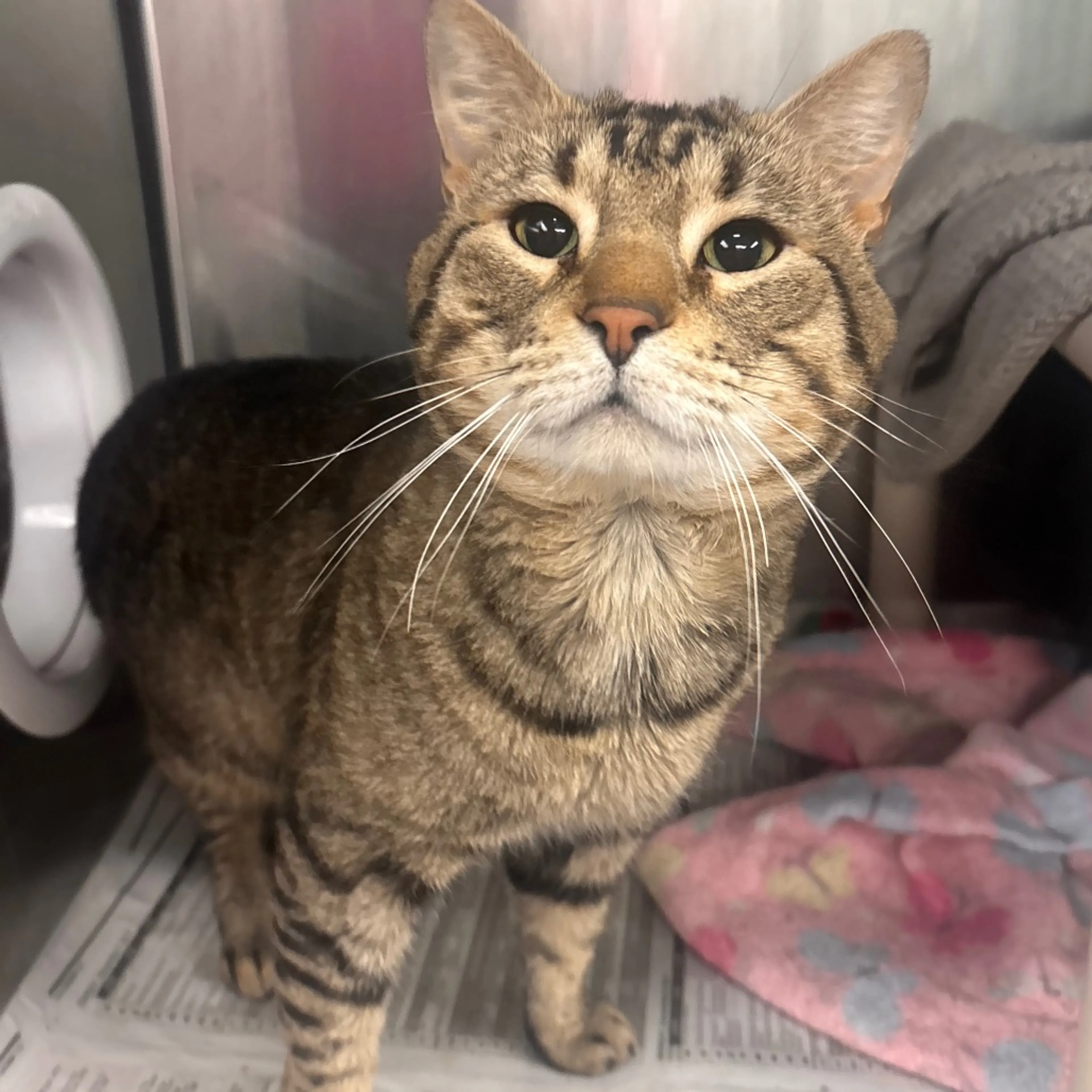 Found pet-2