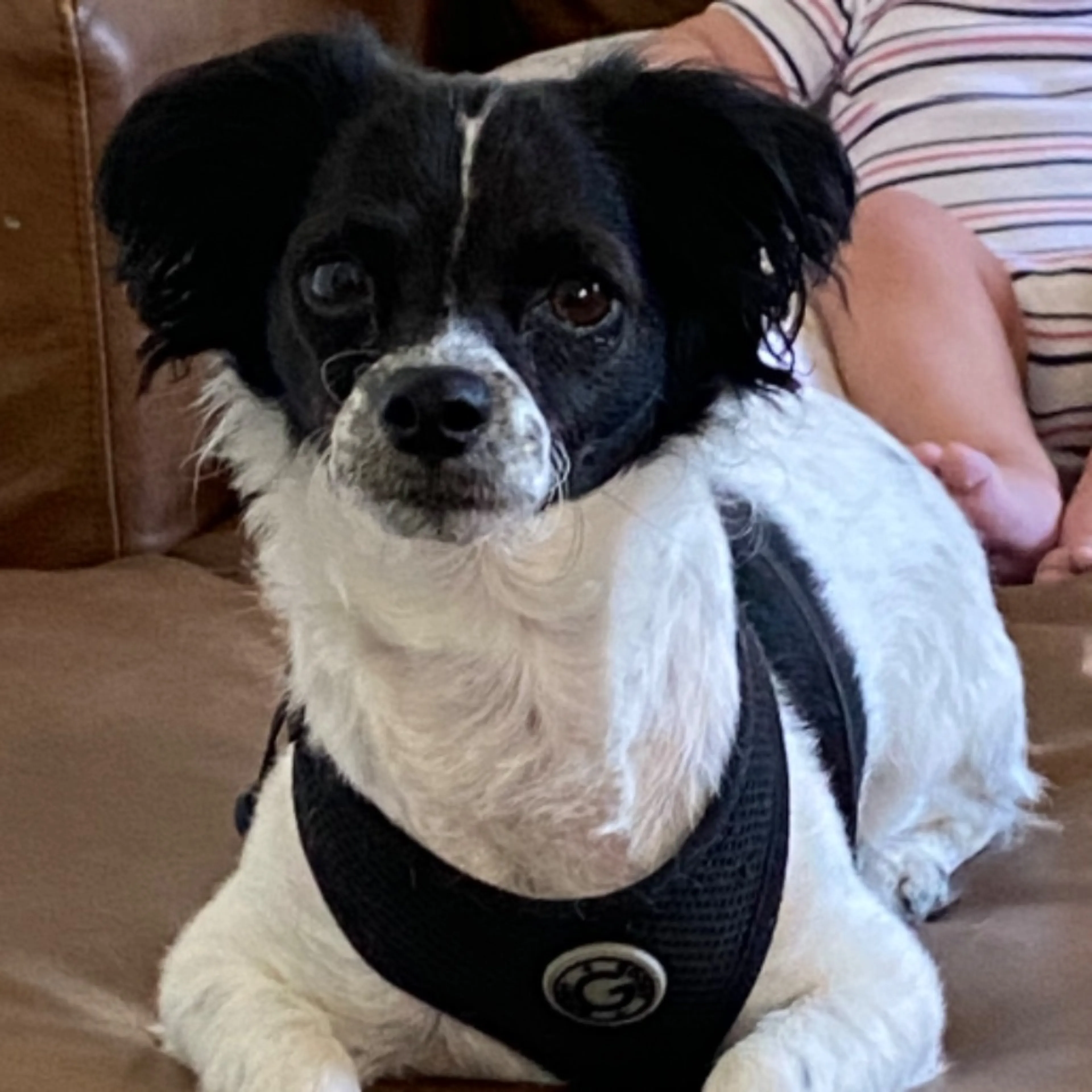 Lost pet