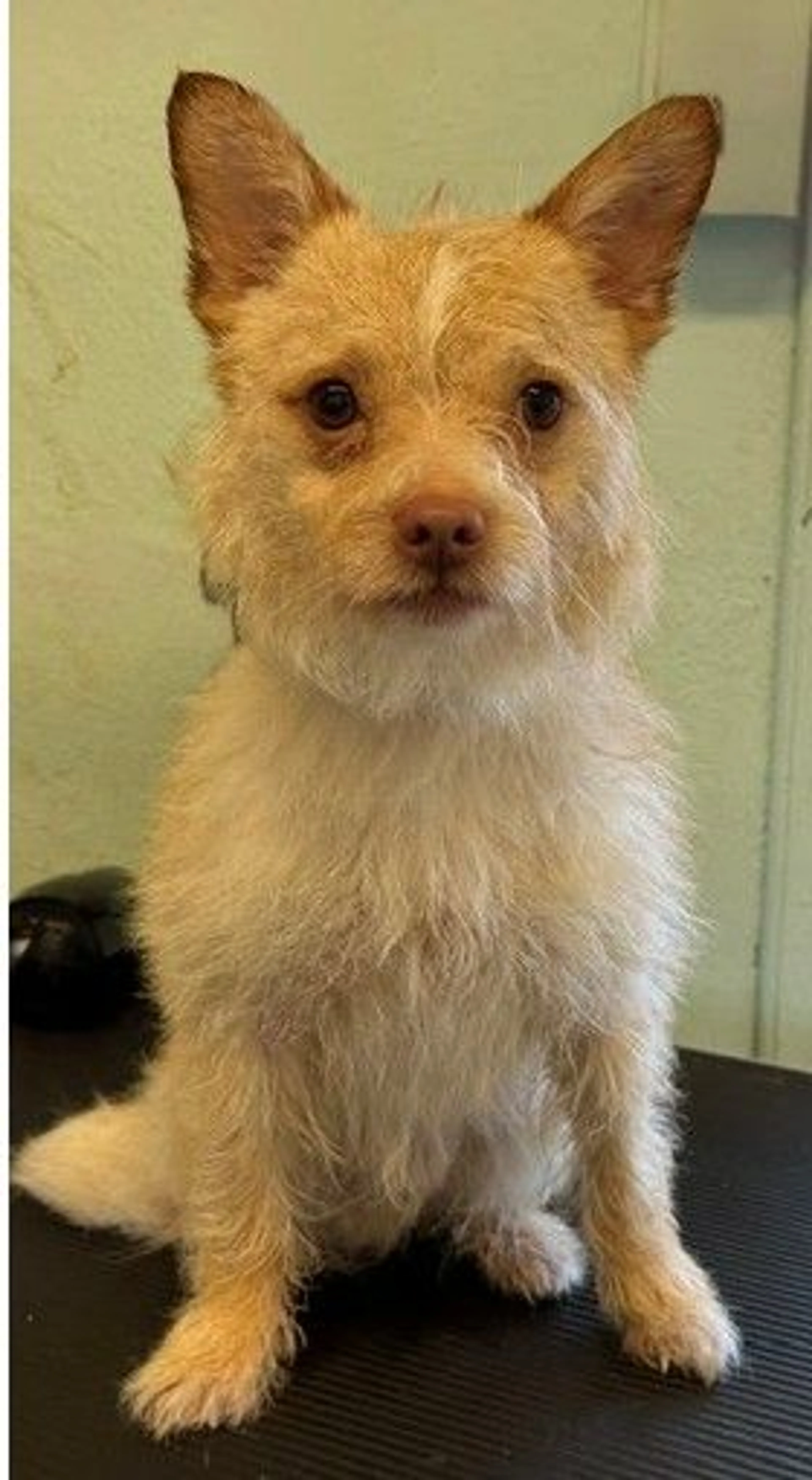 Found pet