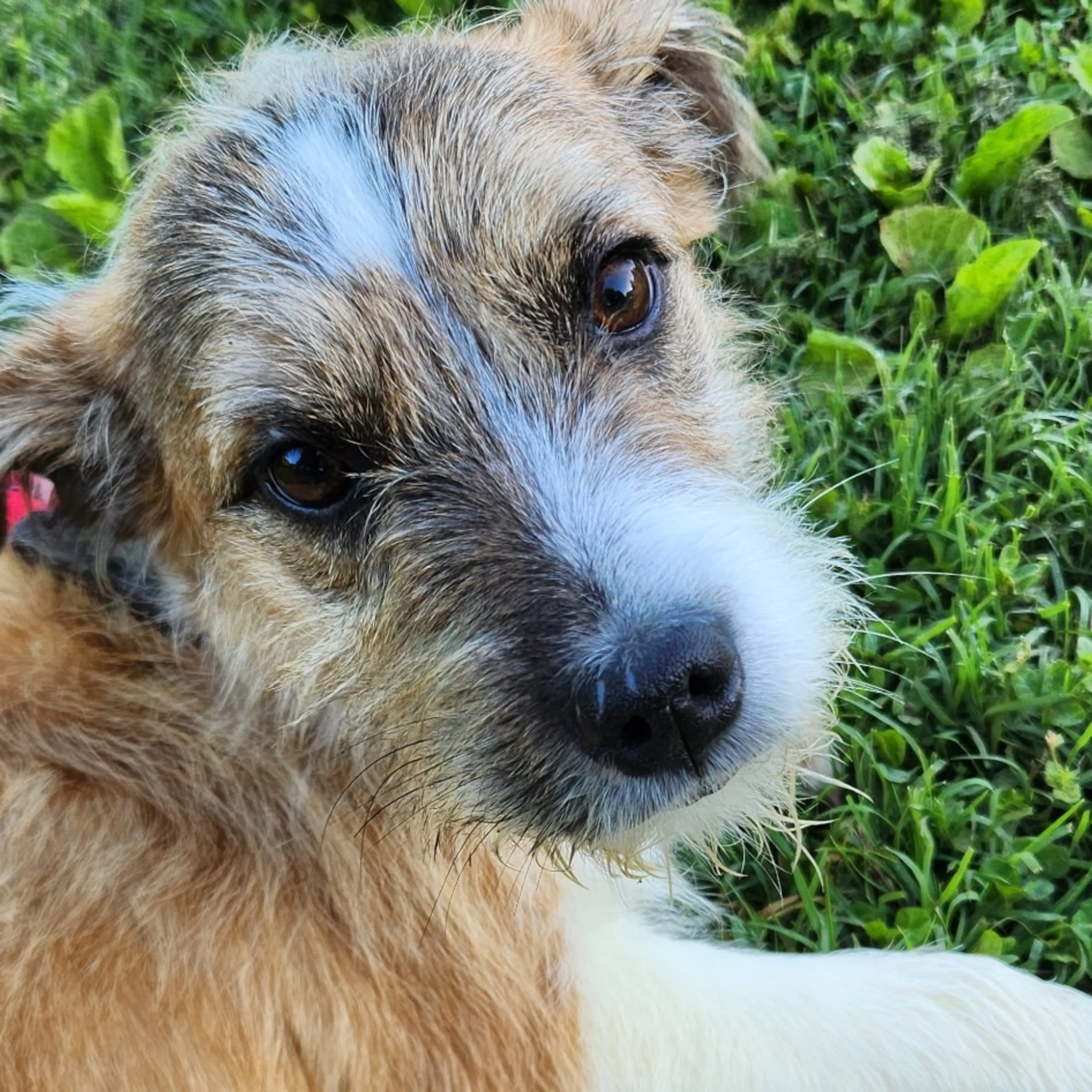 Found pet-2
