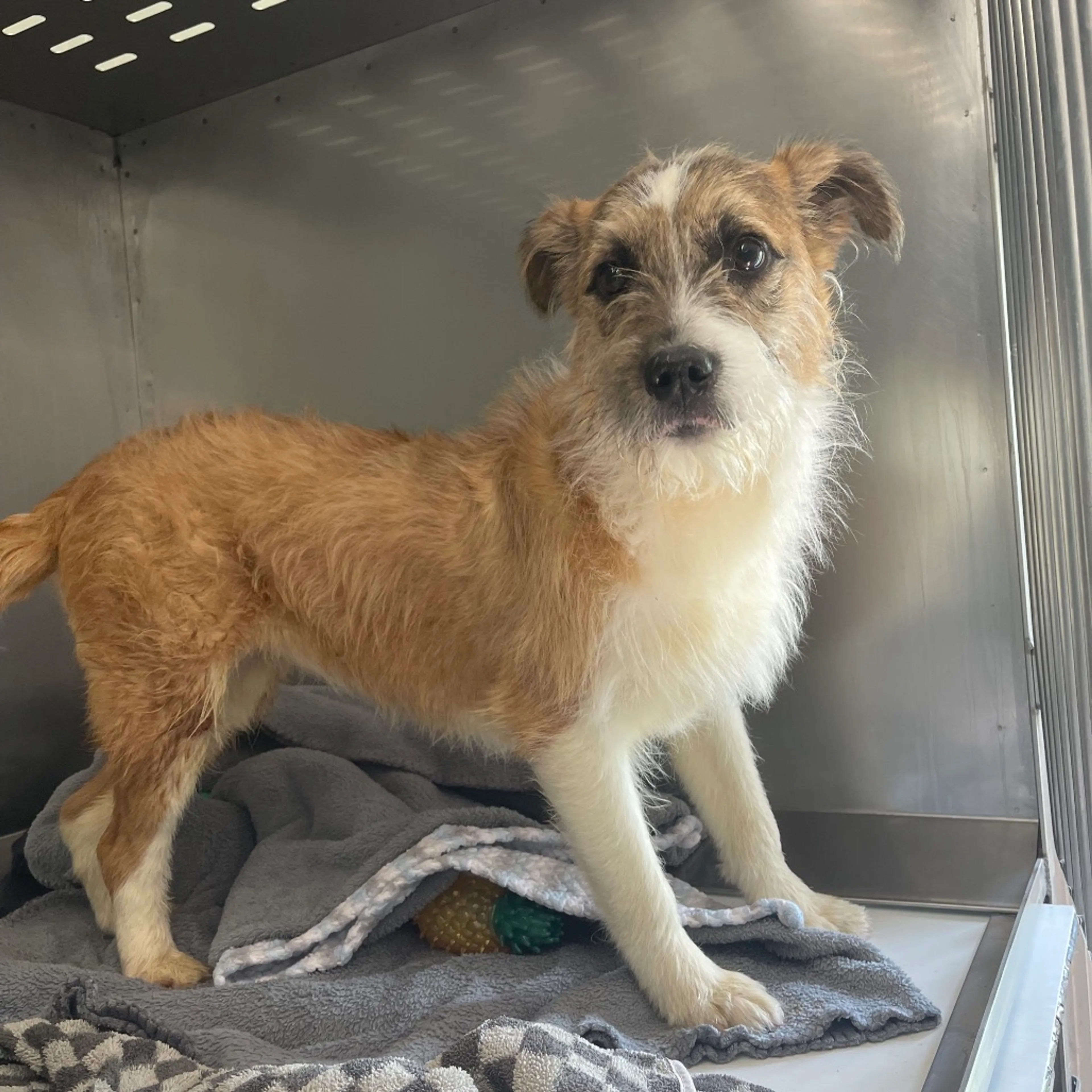 Found pet-1