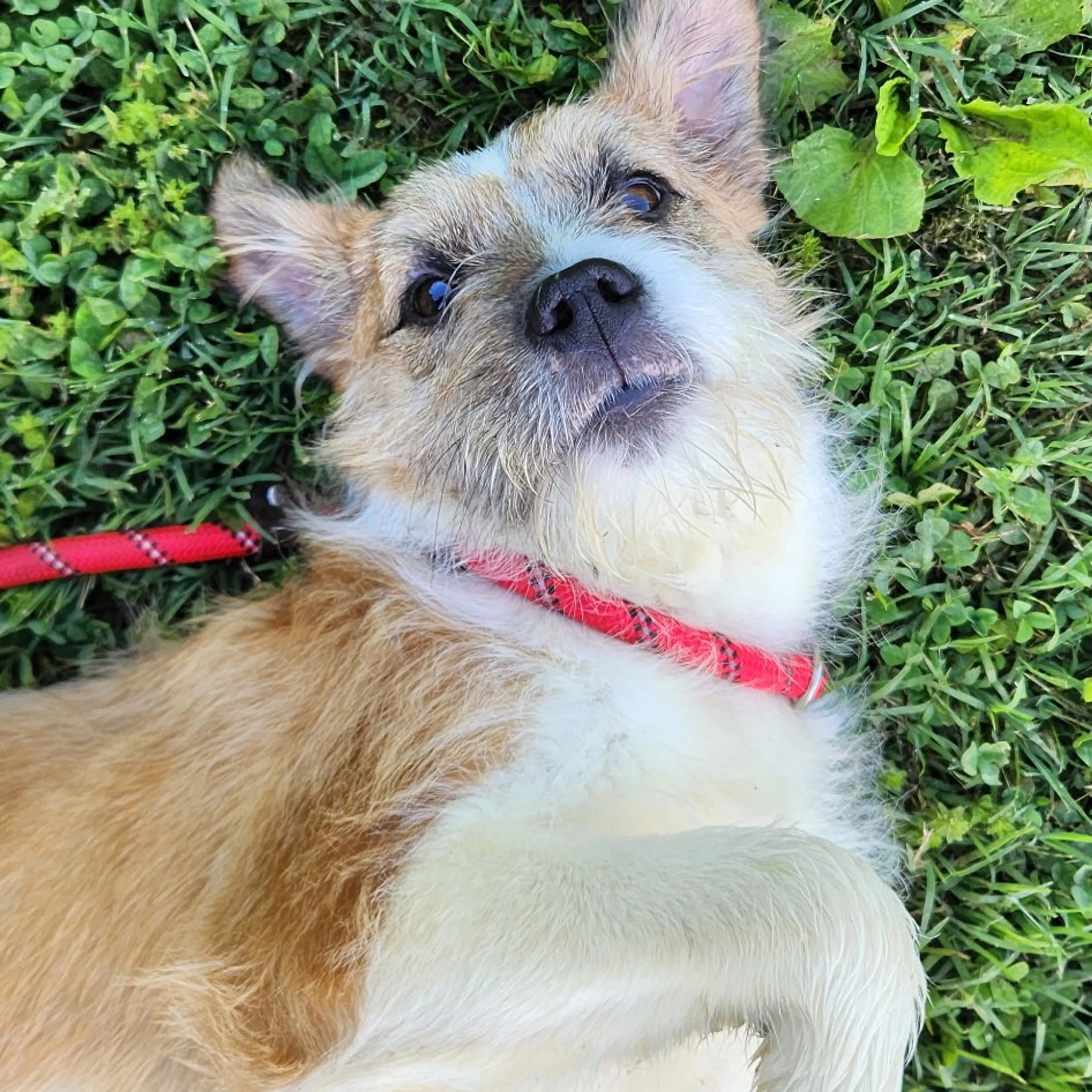 Found pet-3
