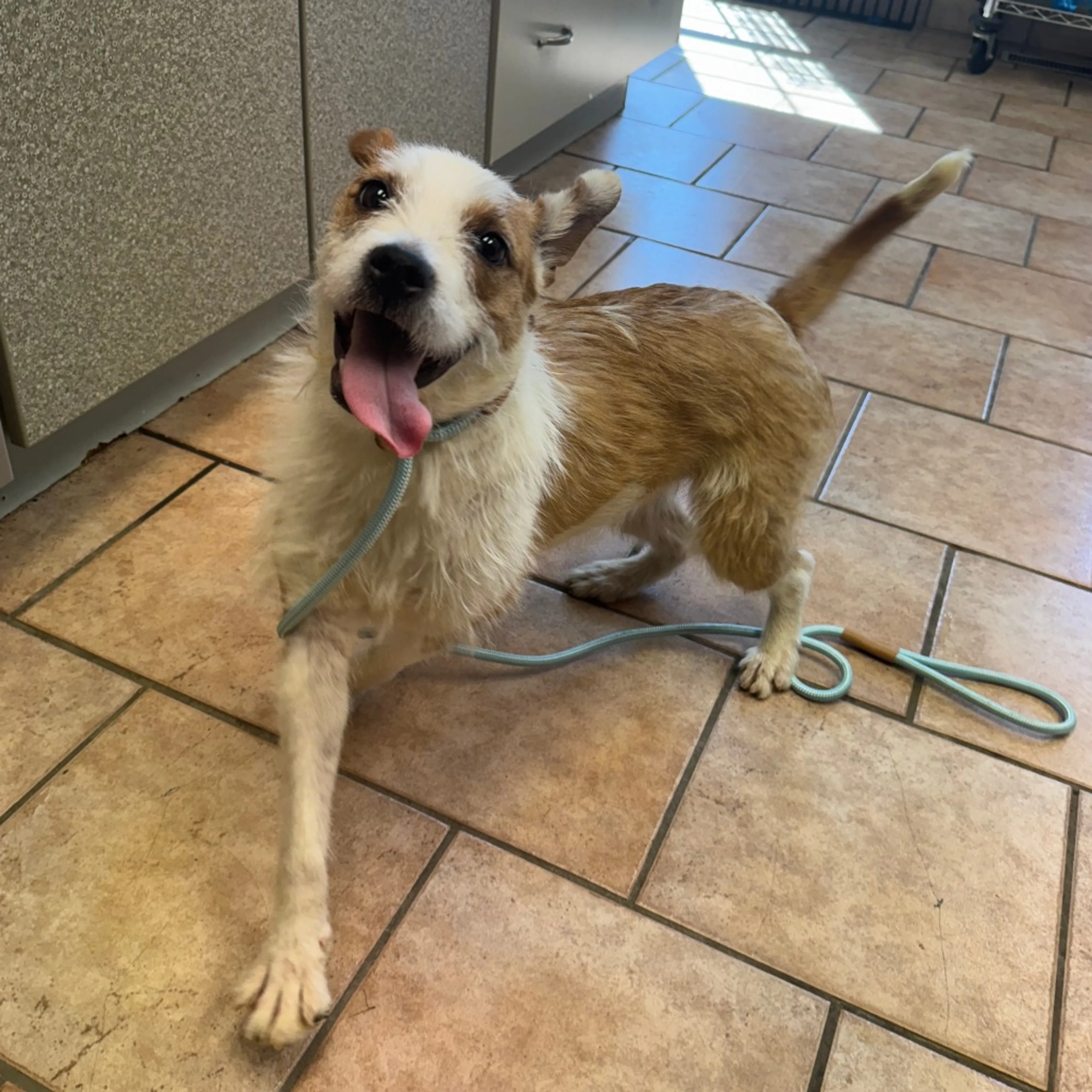 Found pet-3