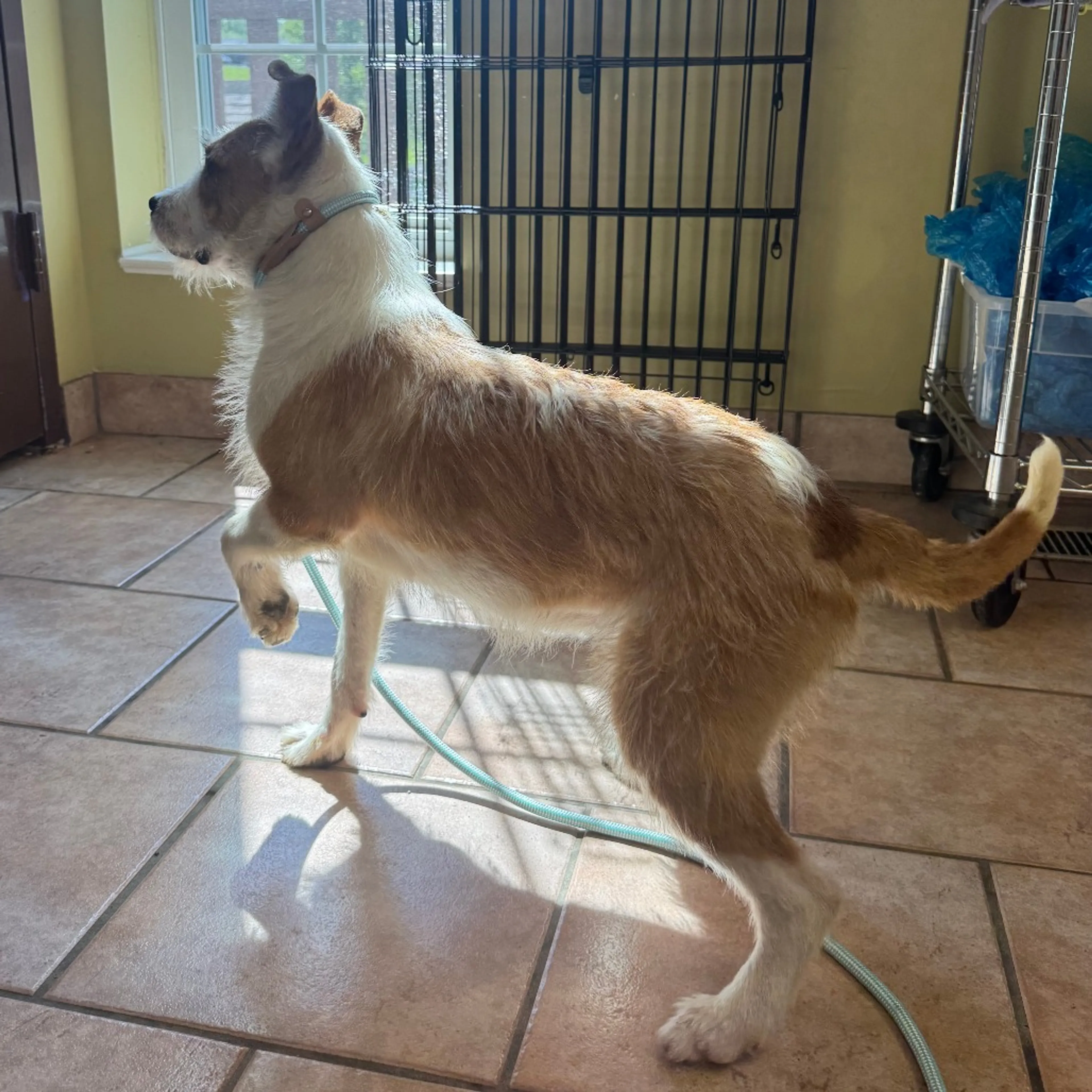 Found pet-2