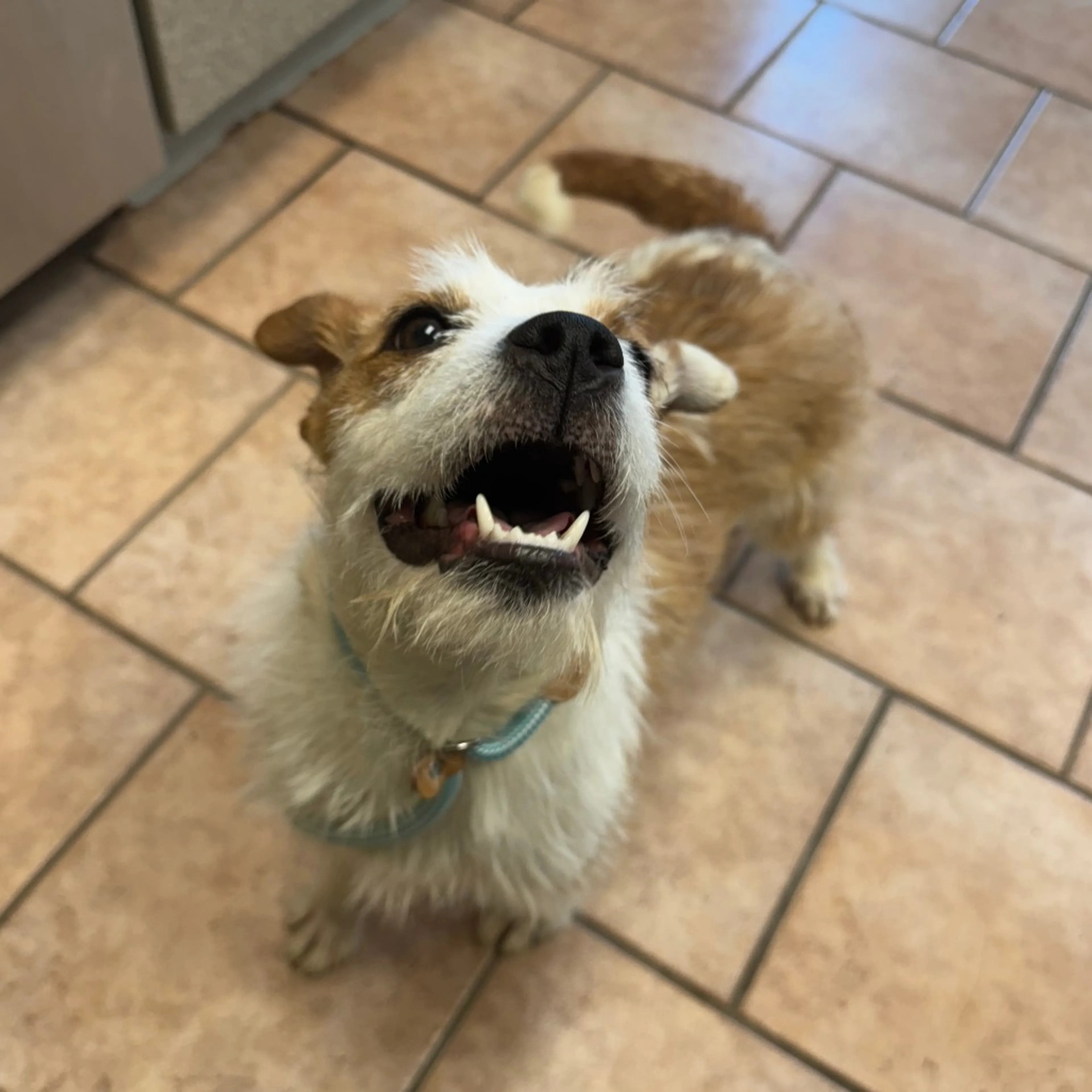Found pet-4