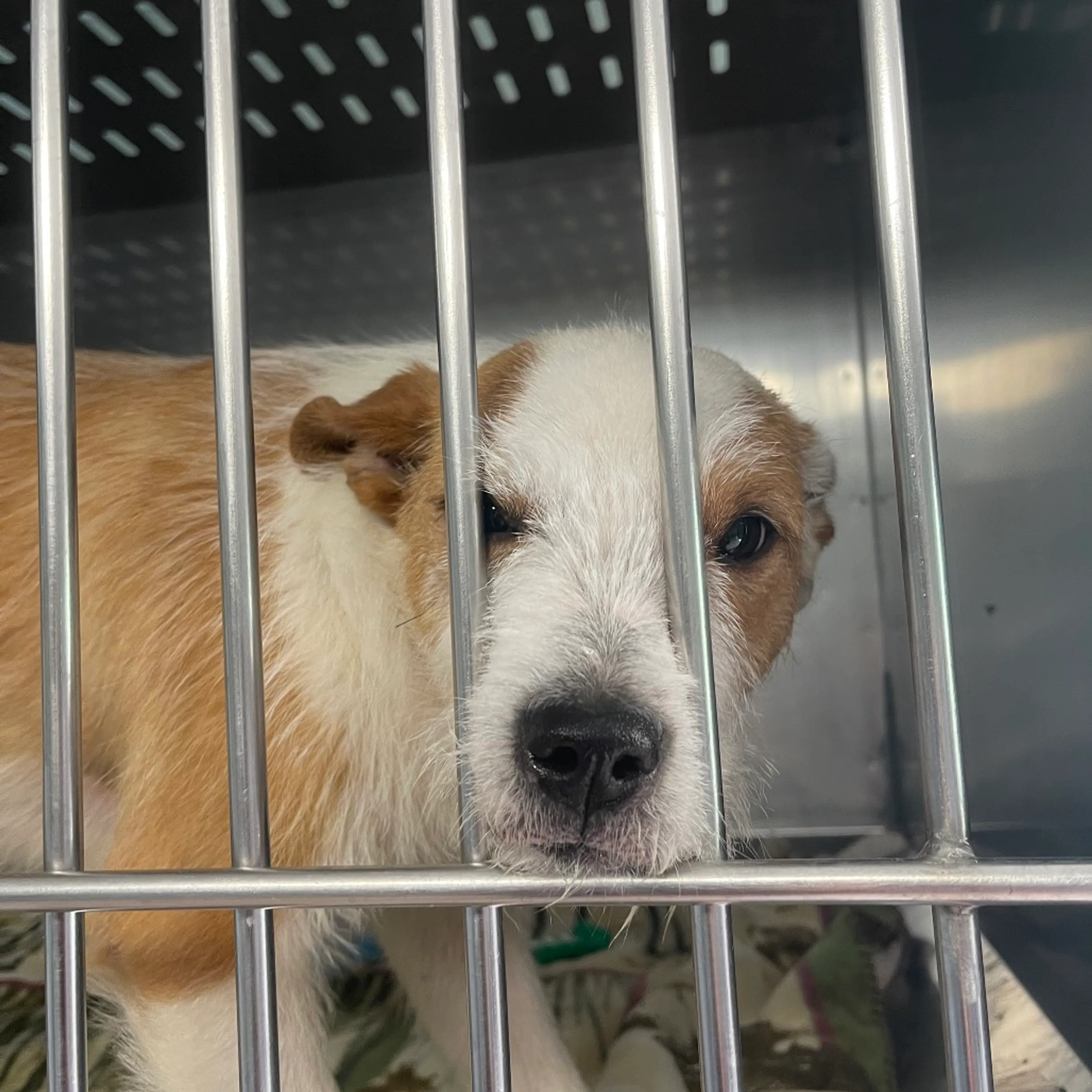 Found pet-1