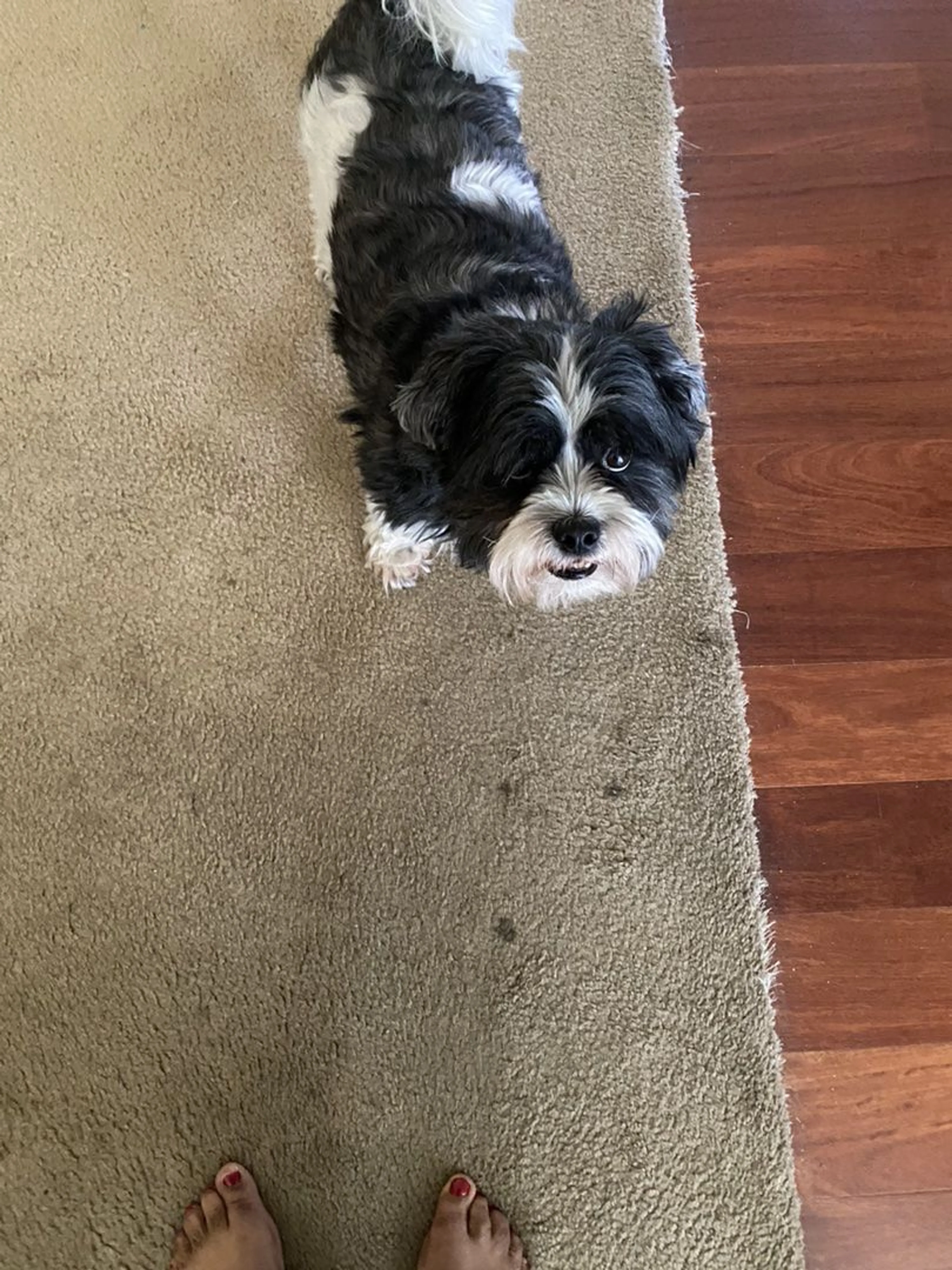 Lost pet-2