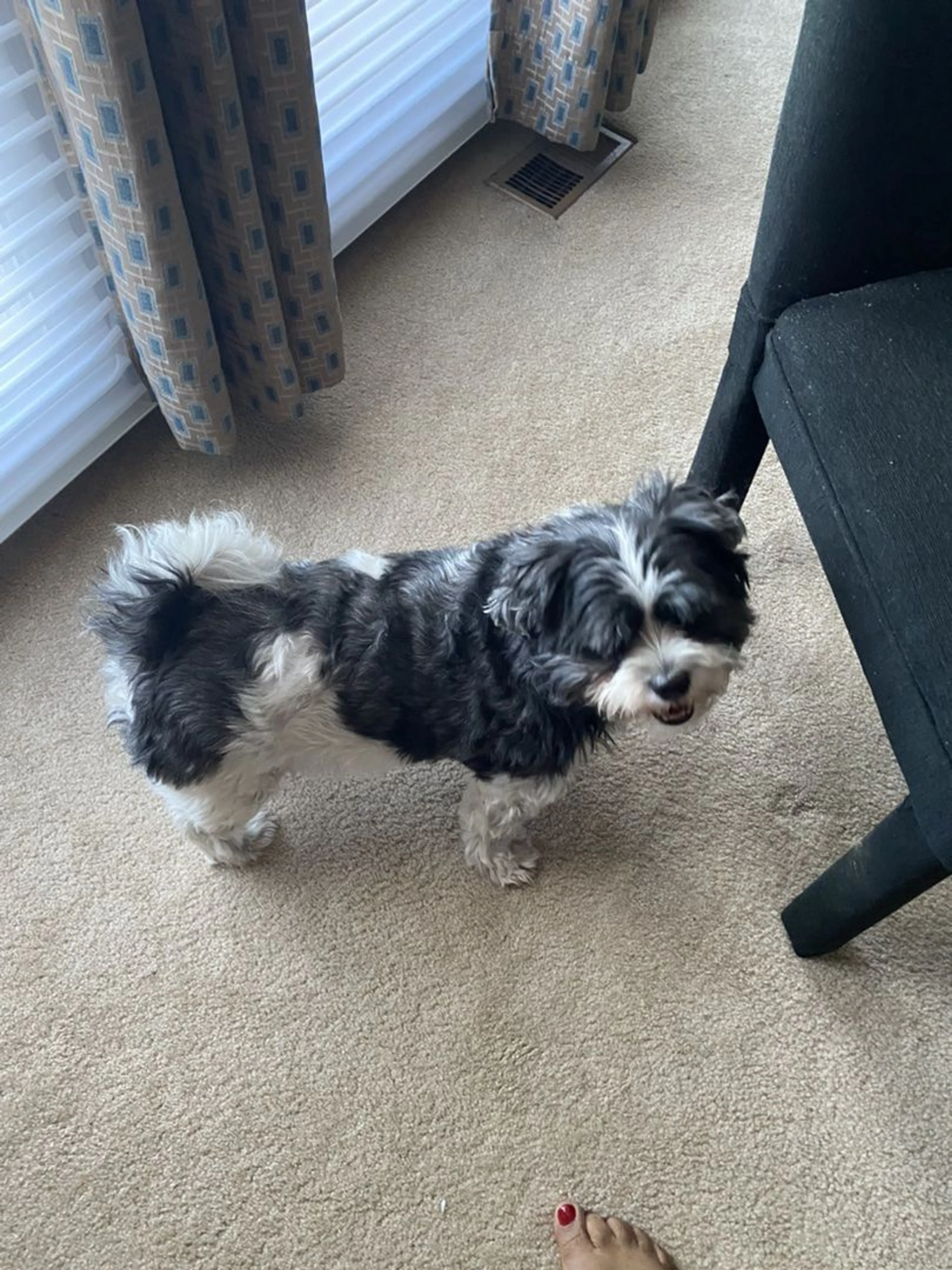 Lost pet-1