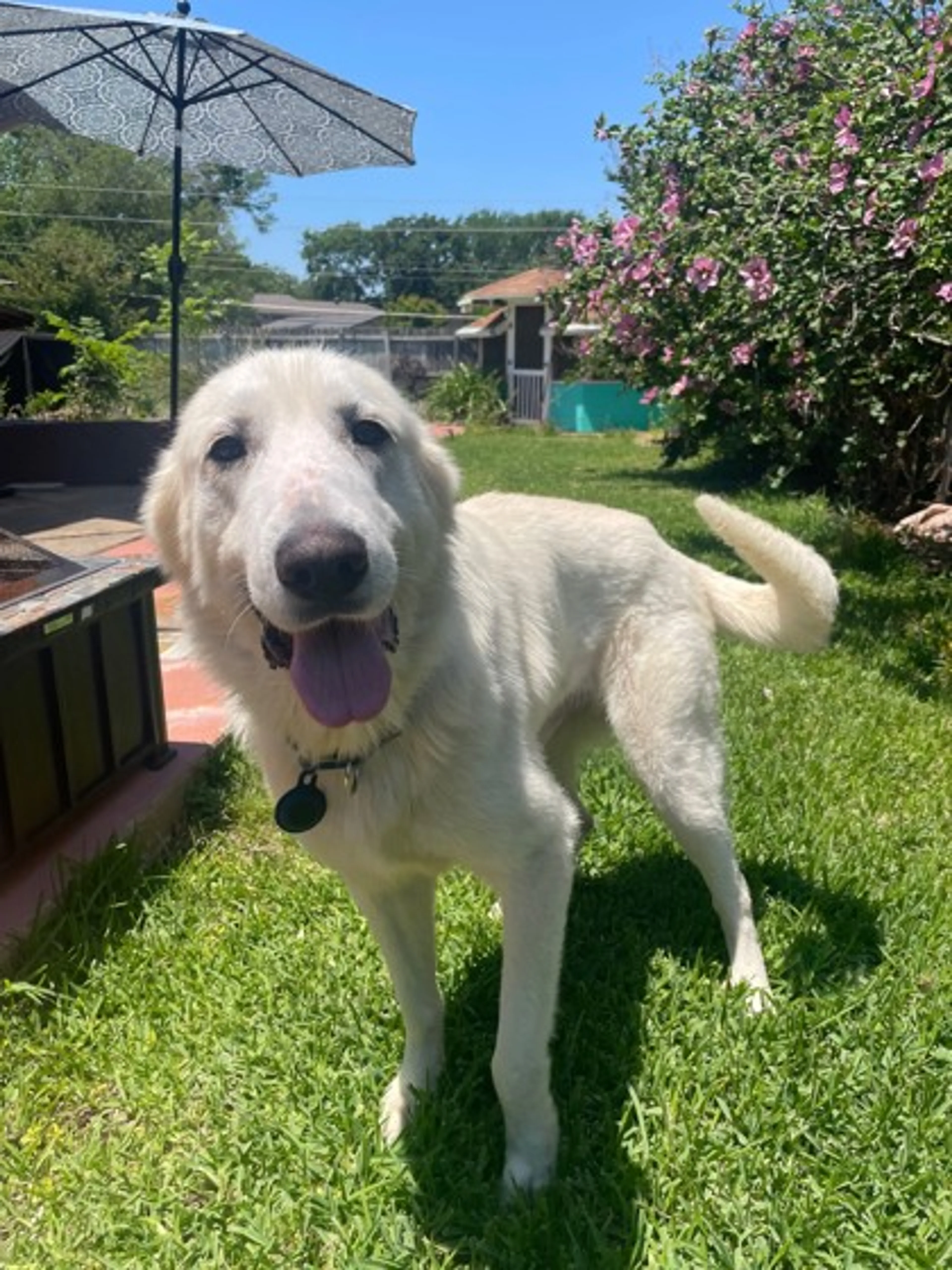 Found pet-2