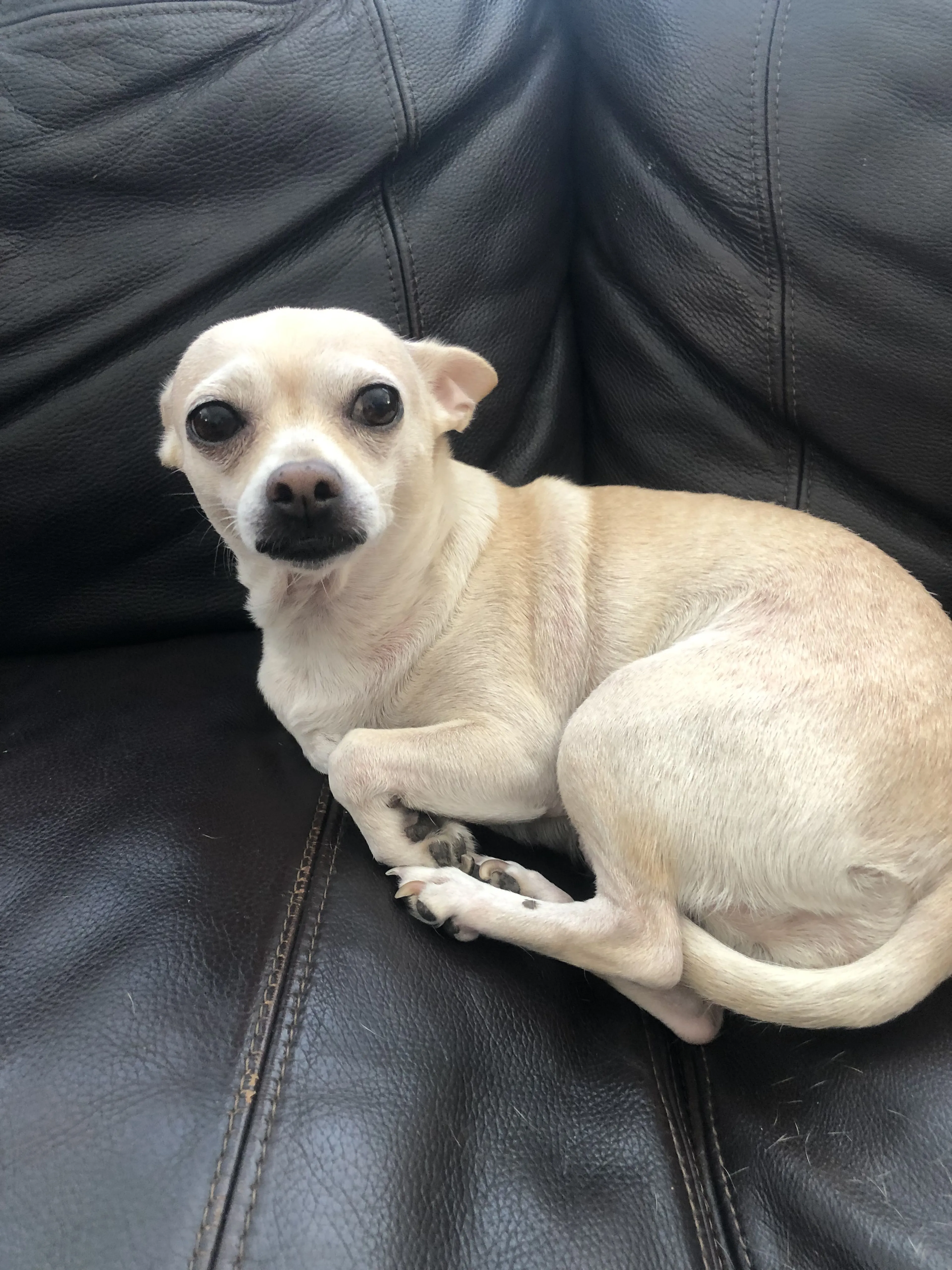 Lost pet-2