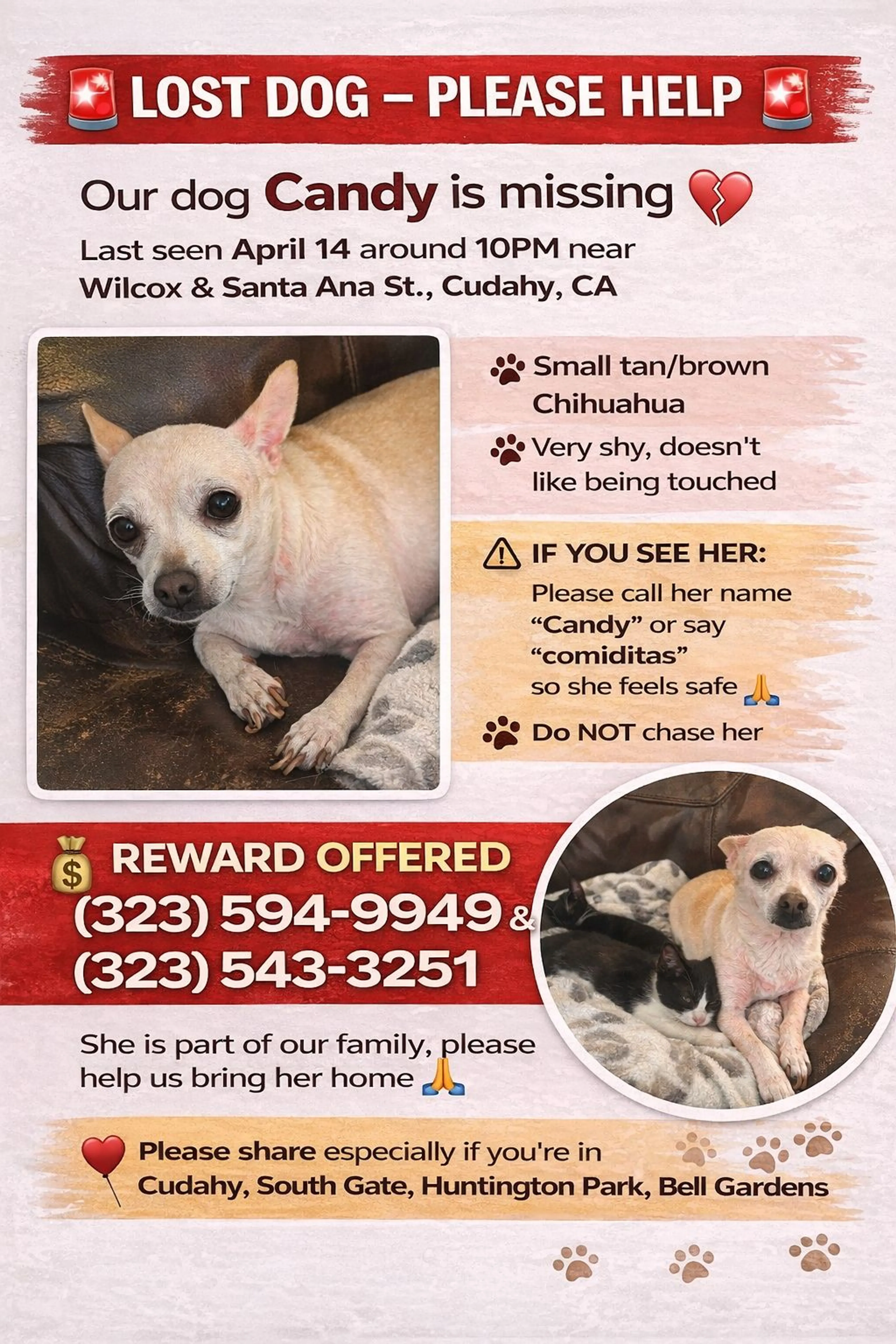 Lost pet-0