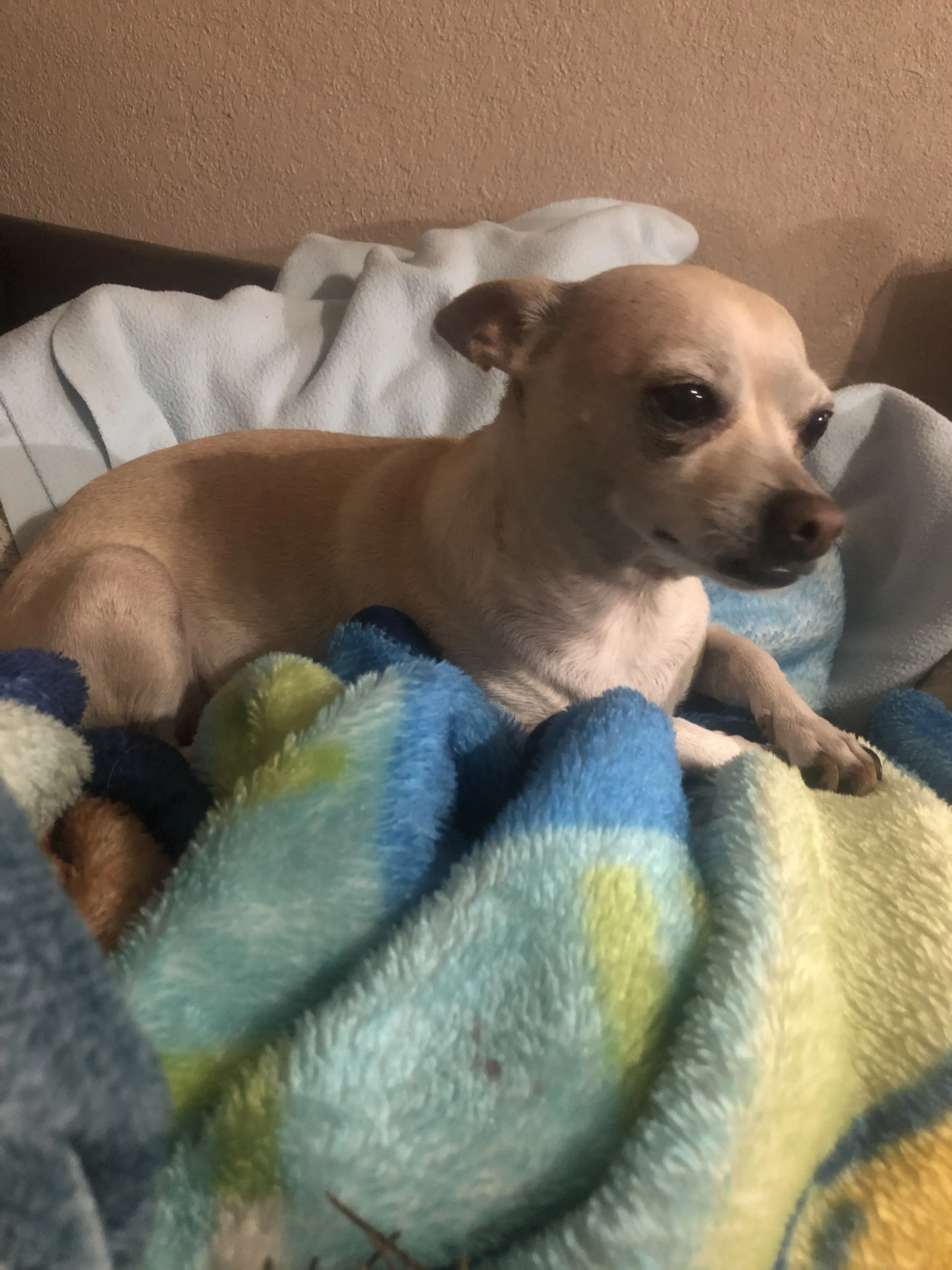 Lost pet-3