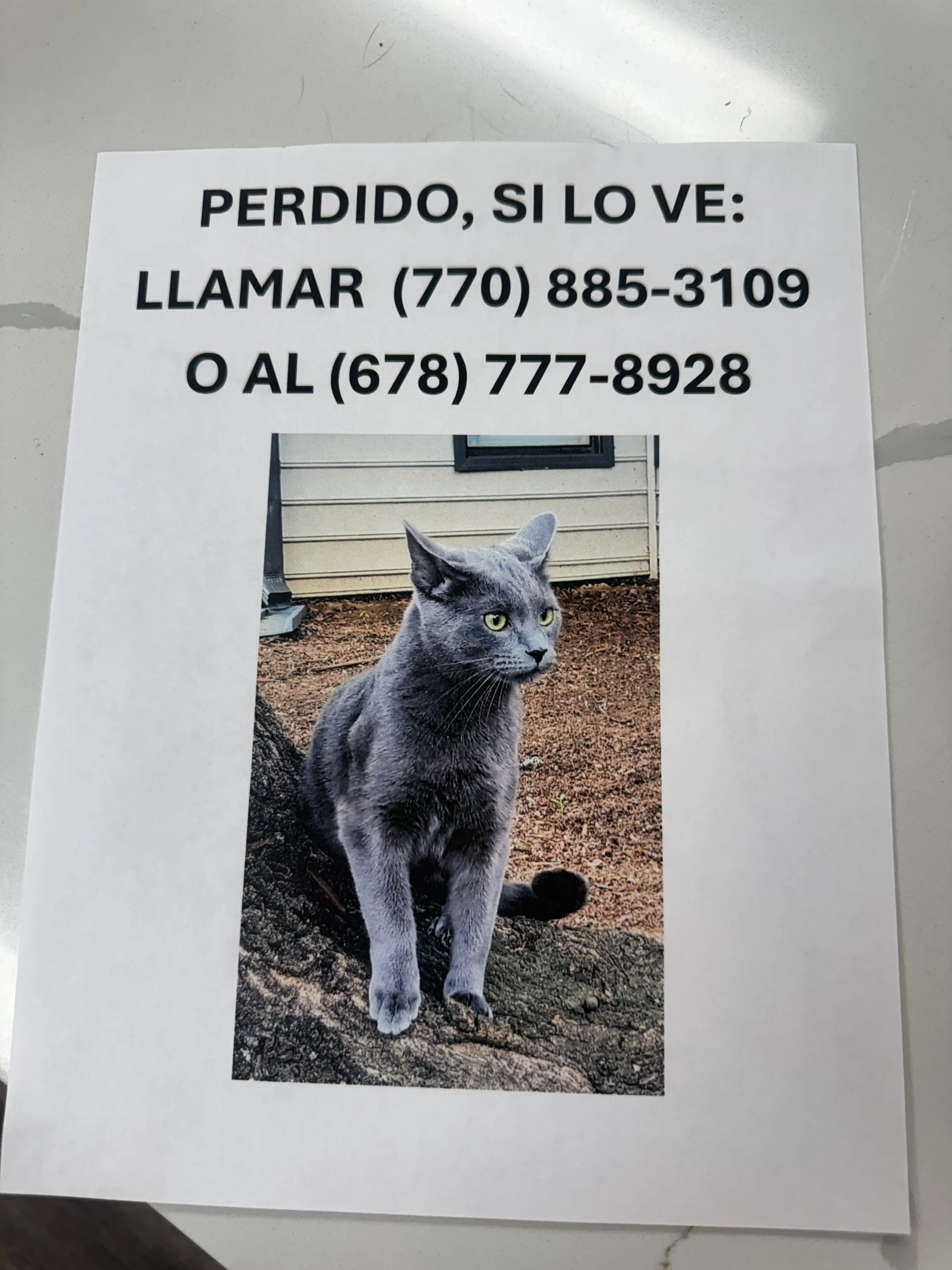 Lost pet