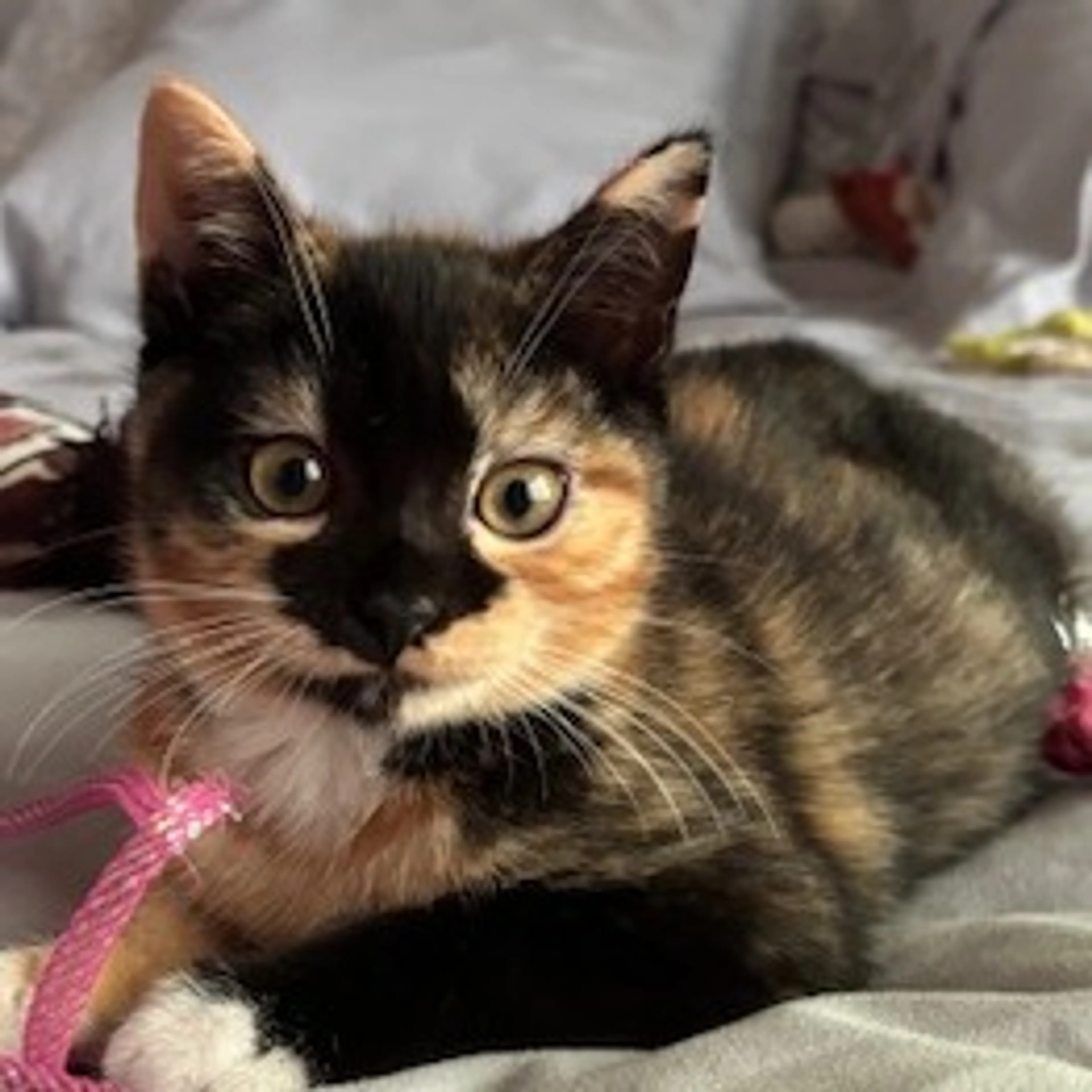Found pet-3