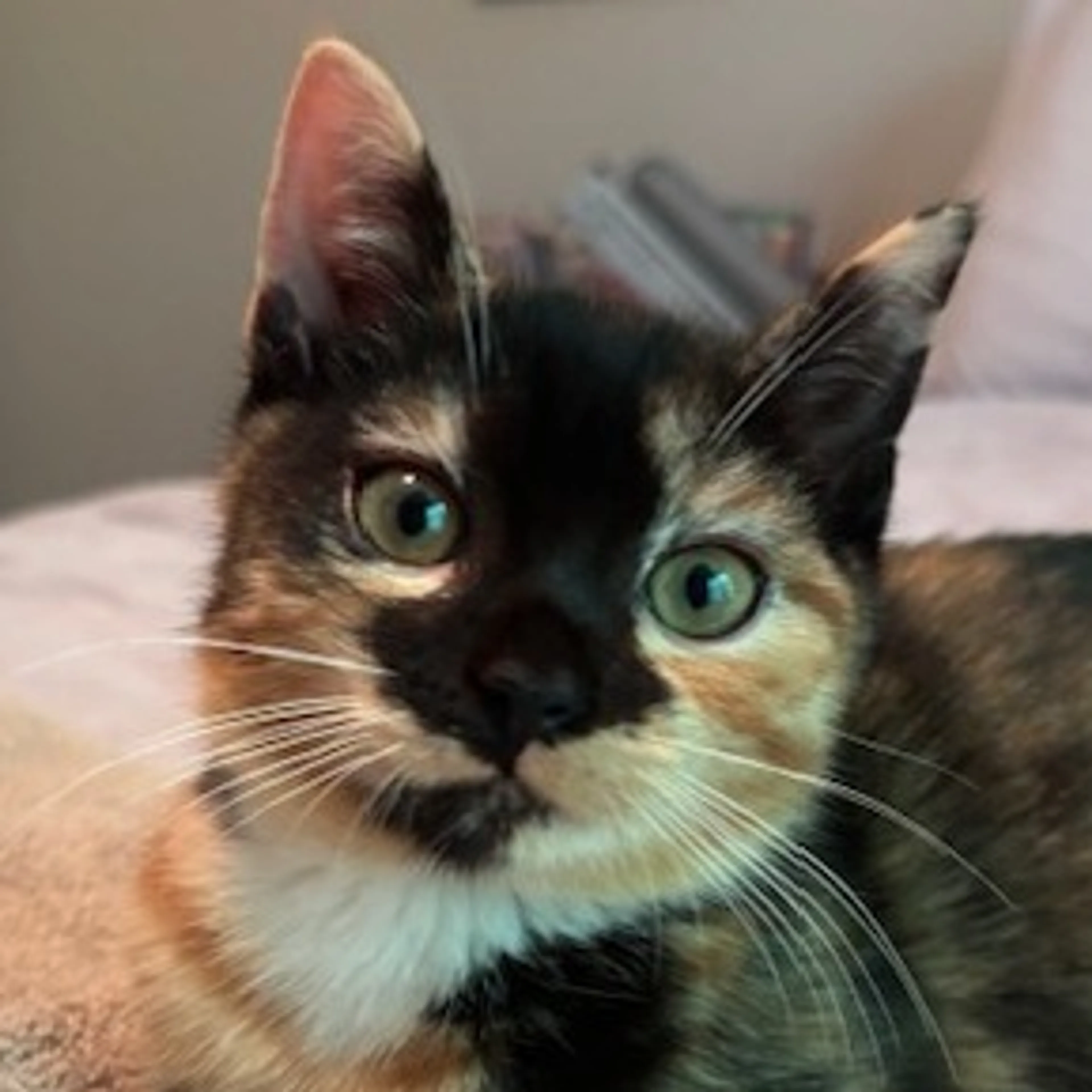 Found pet-0