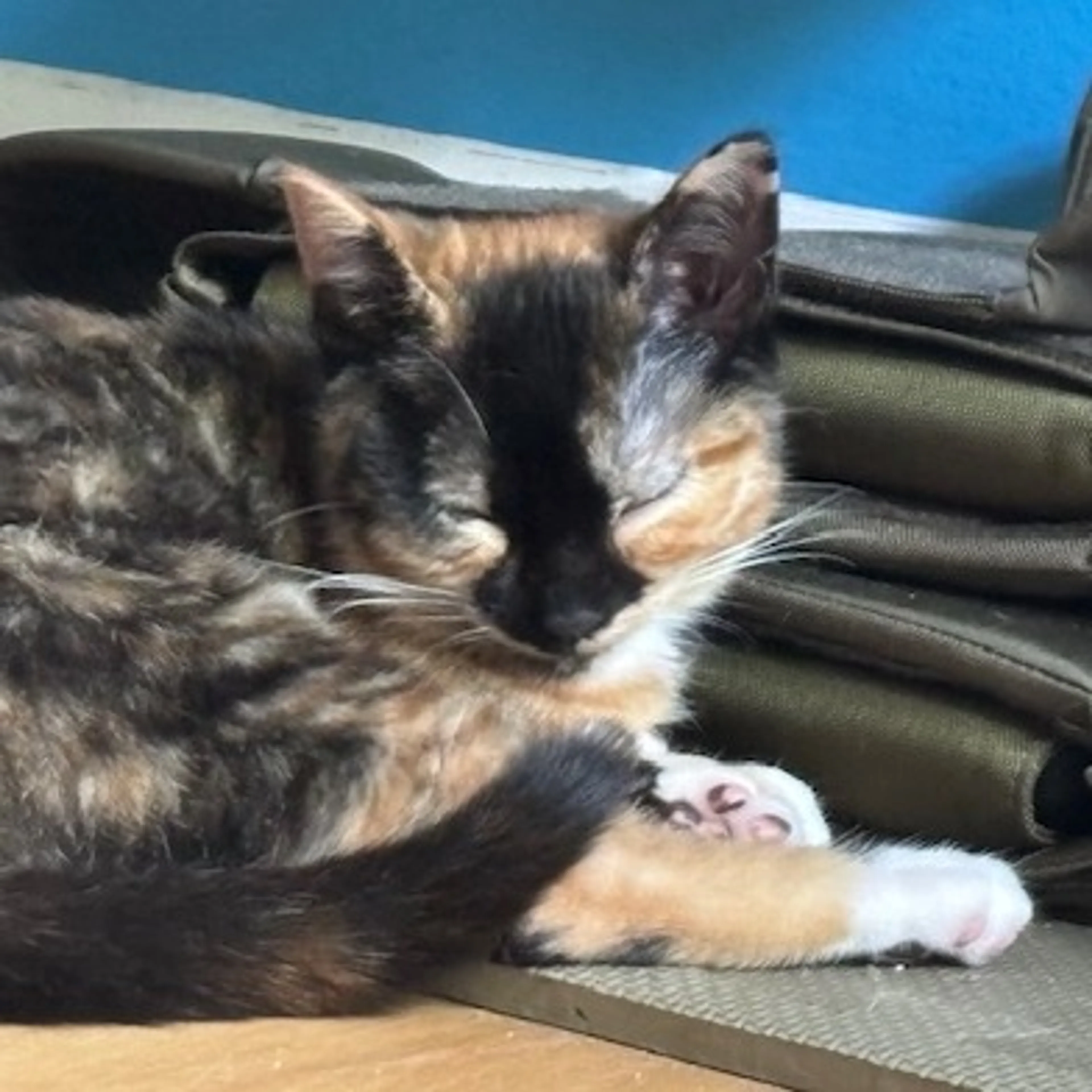 Found pet-2