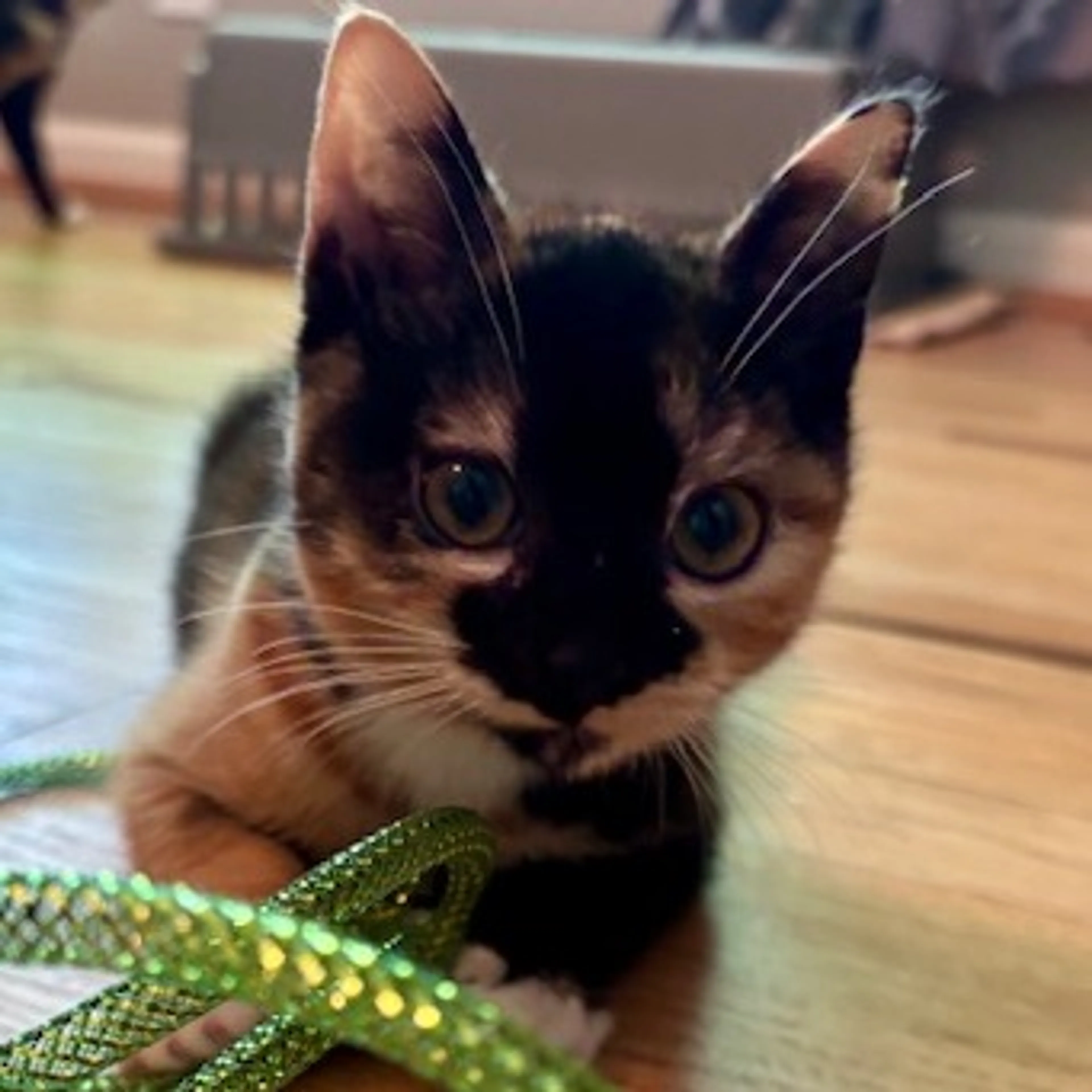 Found pet-6