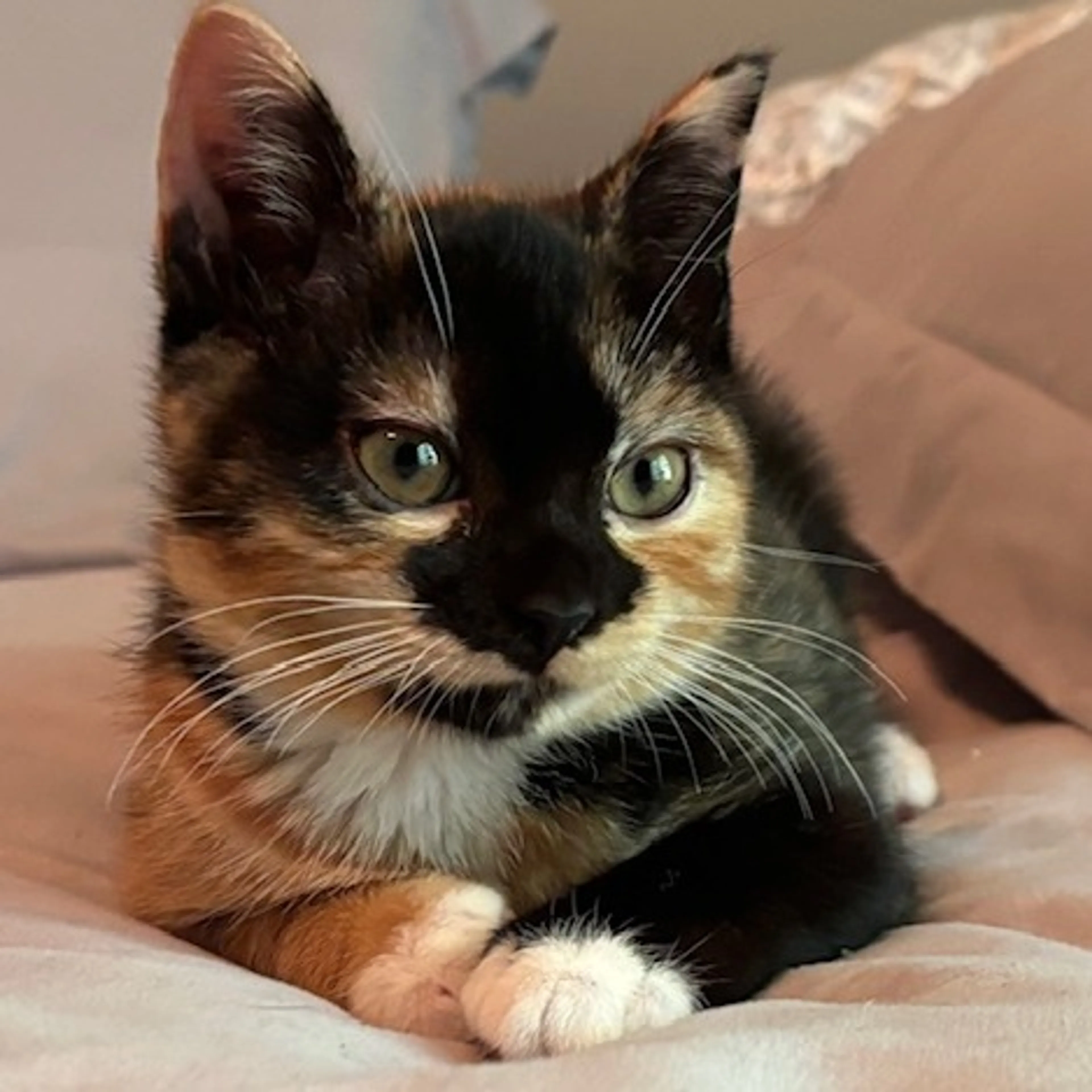 Found pet-1