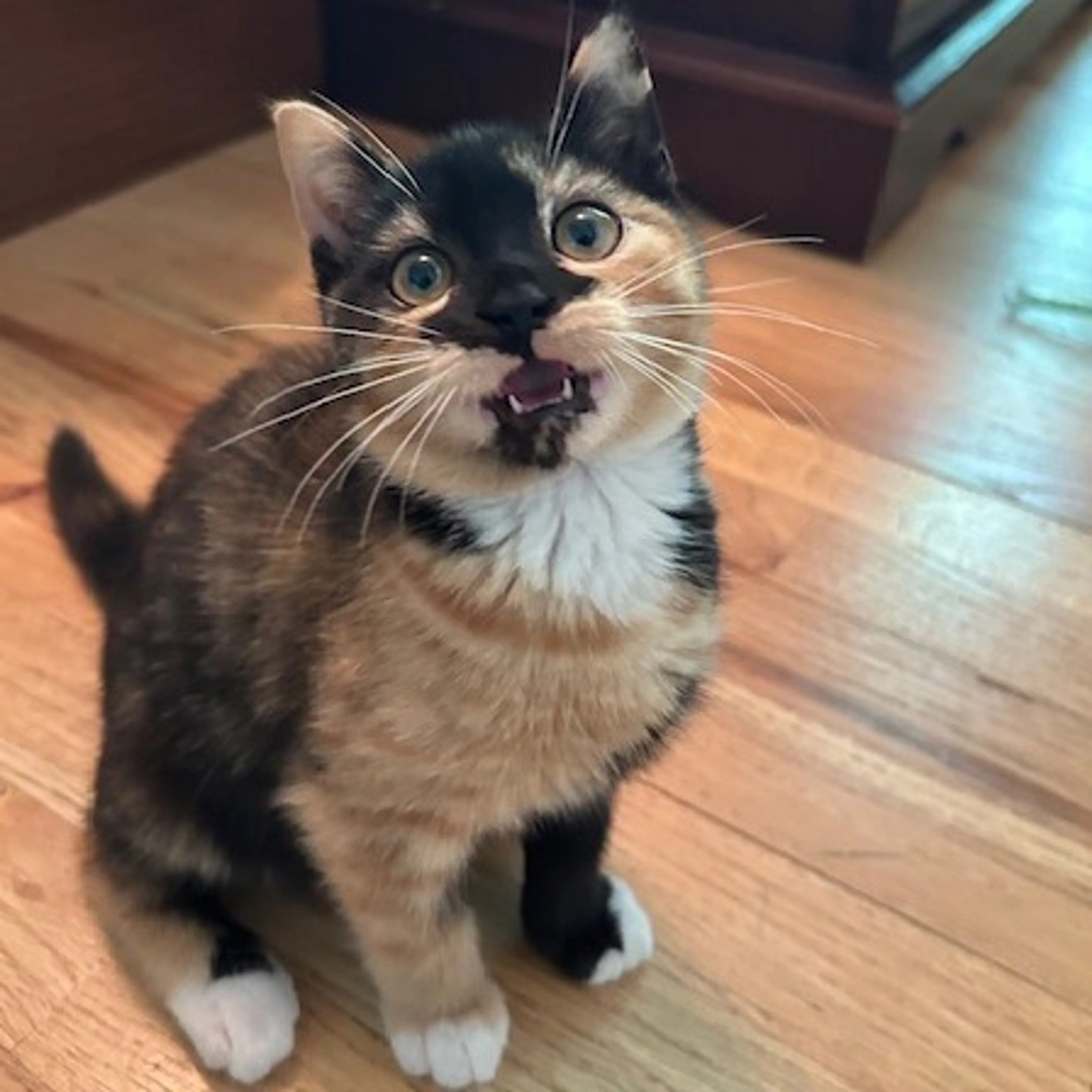 Found pet-5