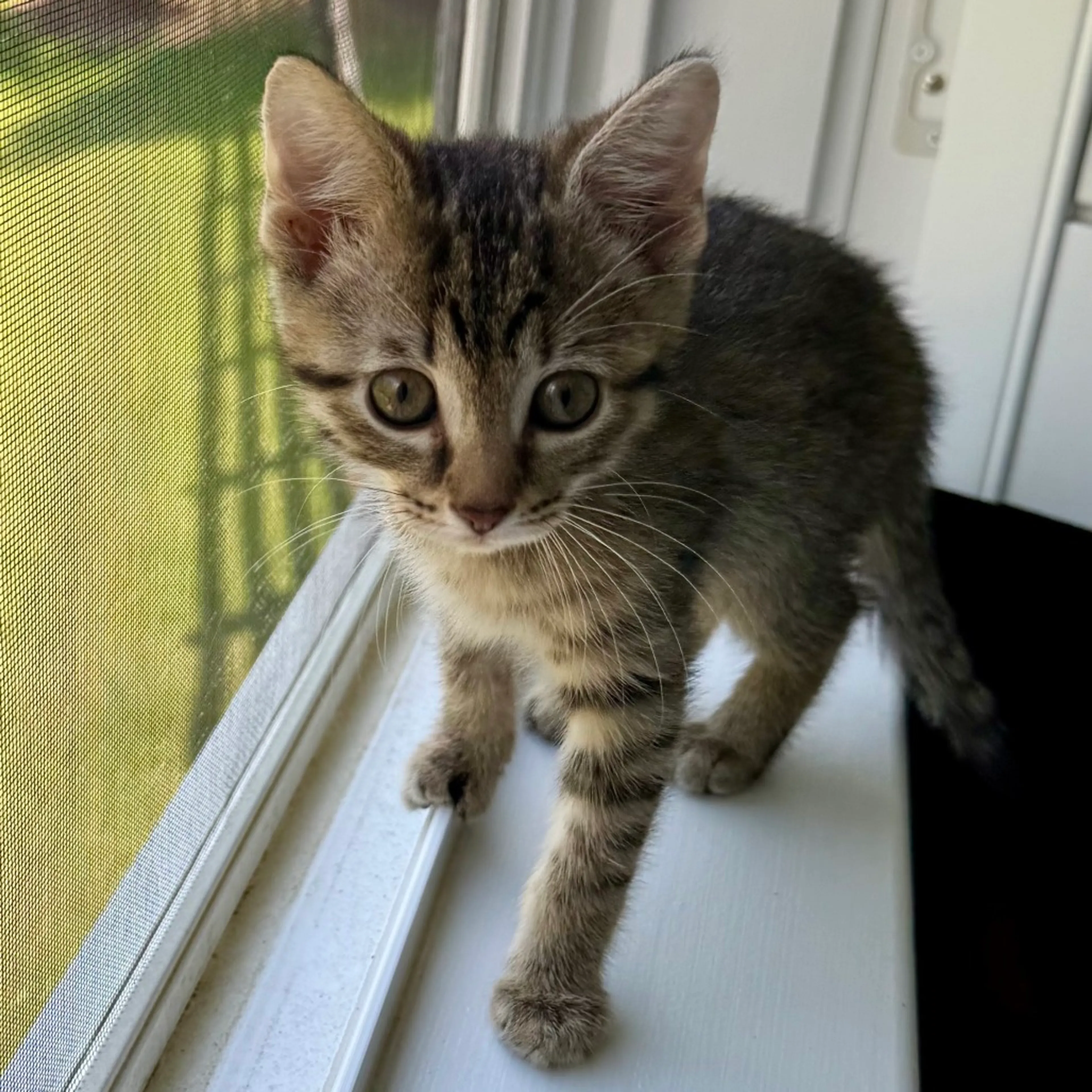 Found pet-1