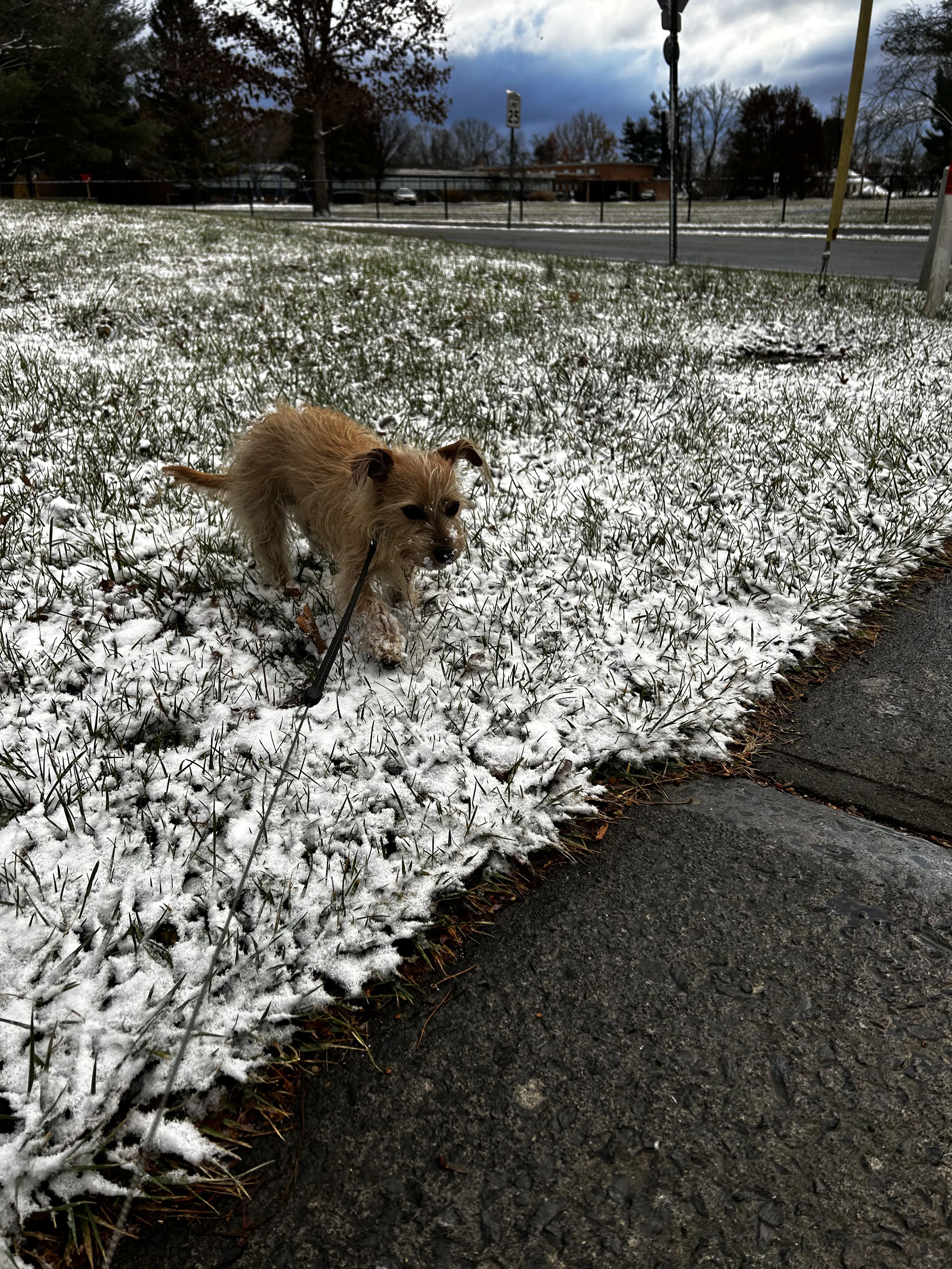 Lost pet-1