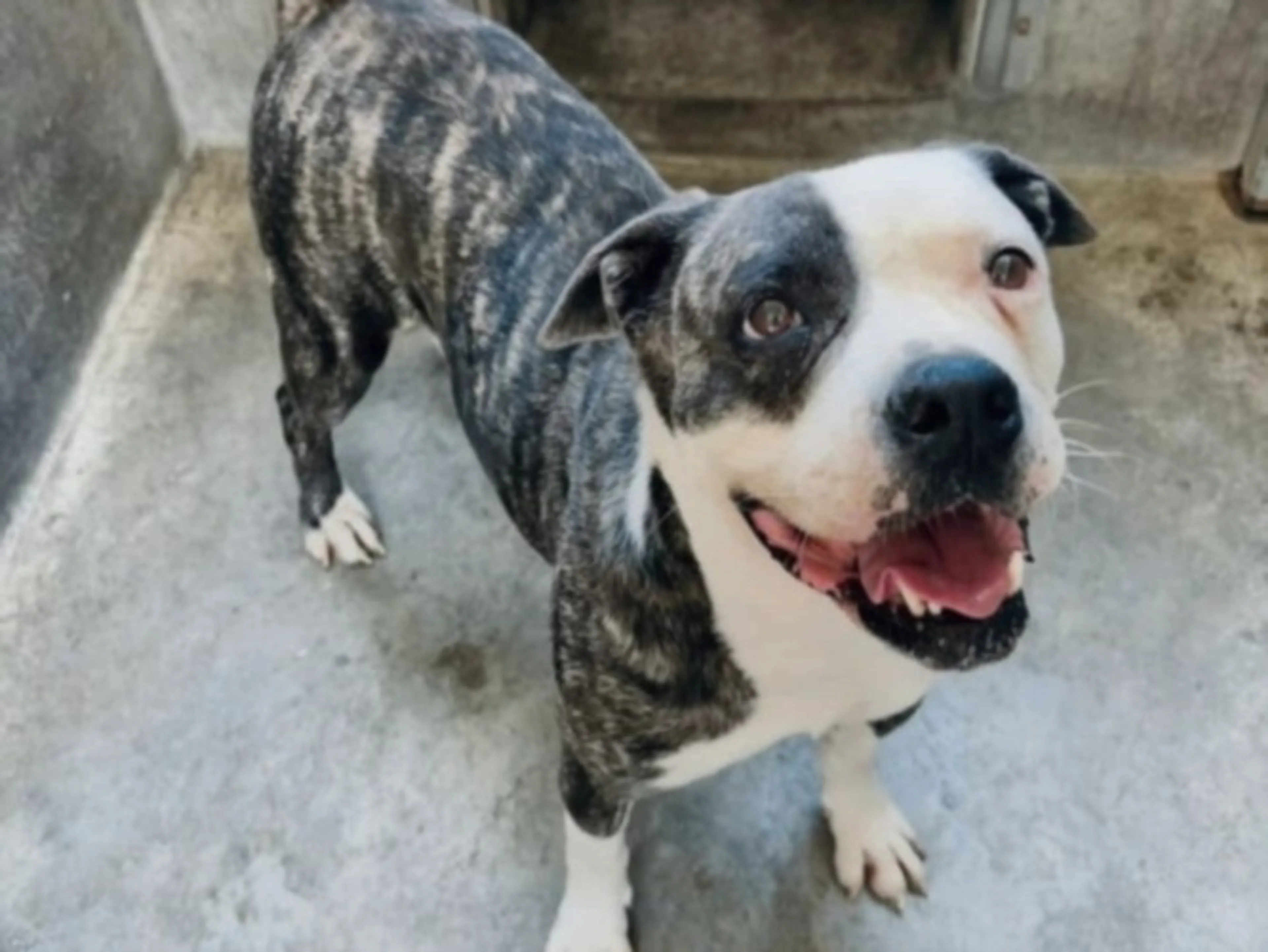 Found pet