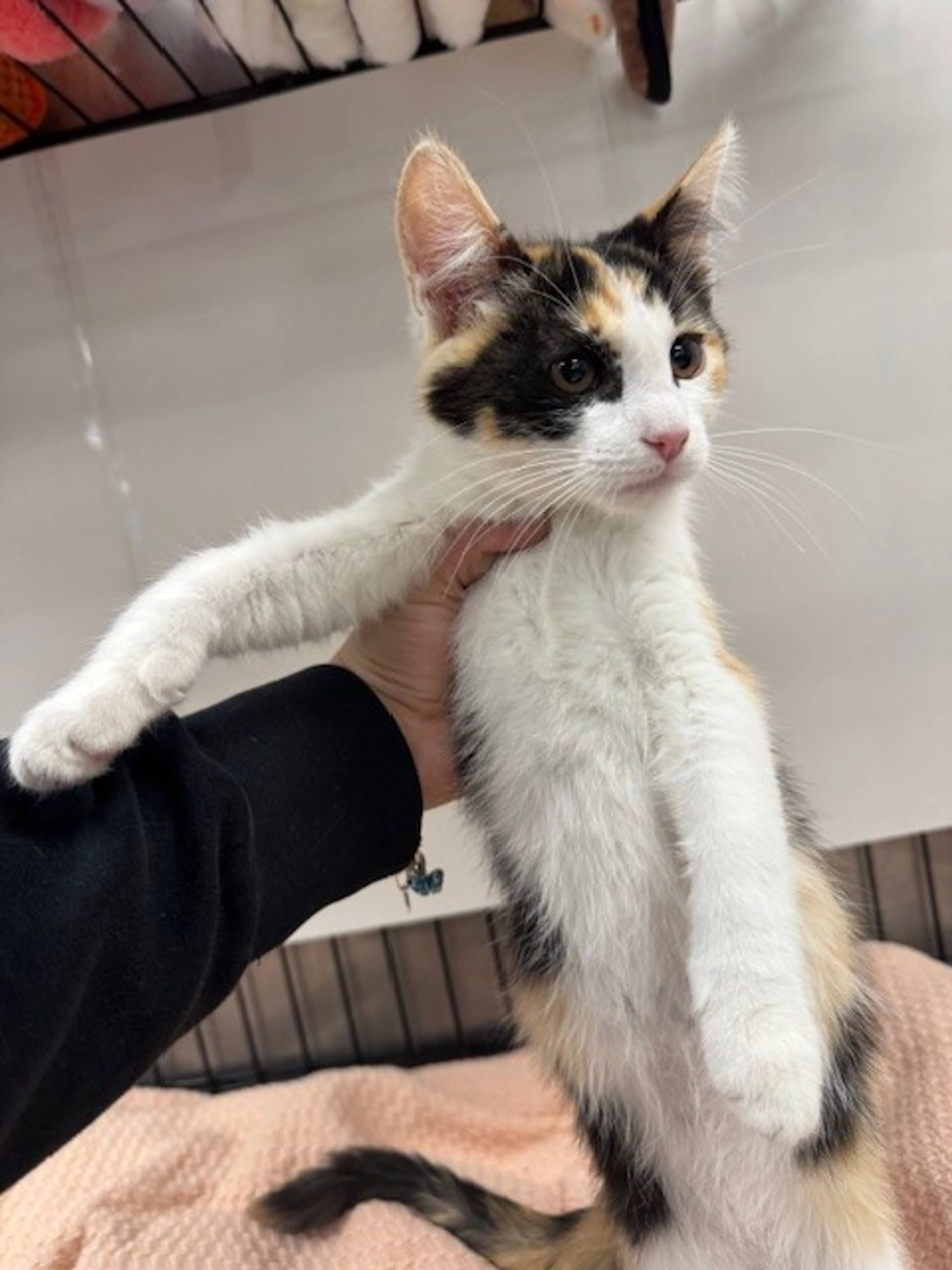Found pet