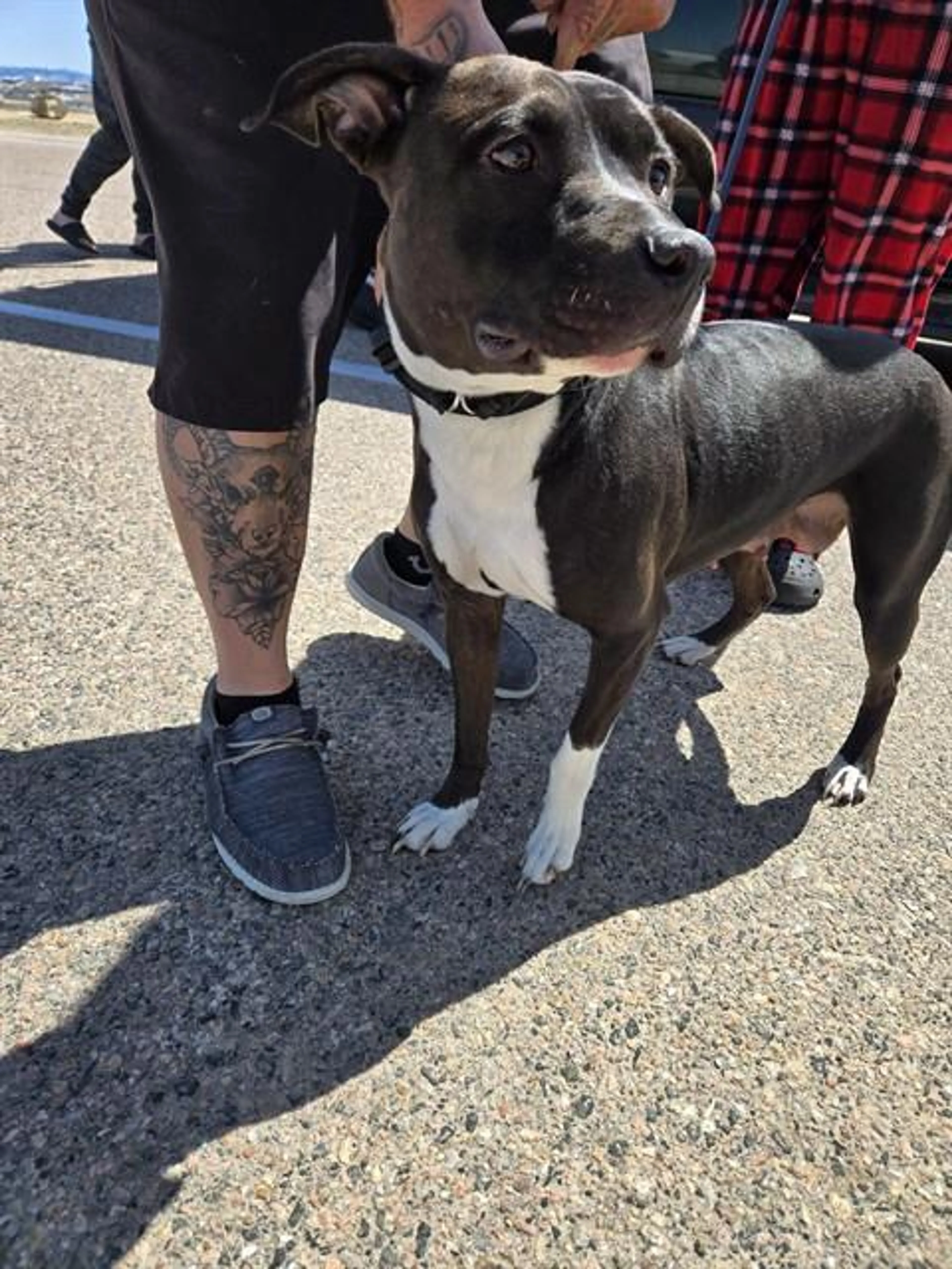 Found pet