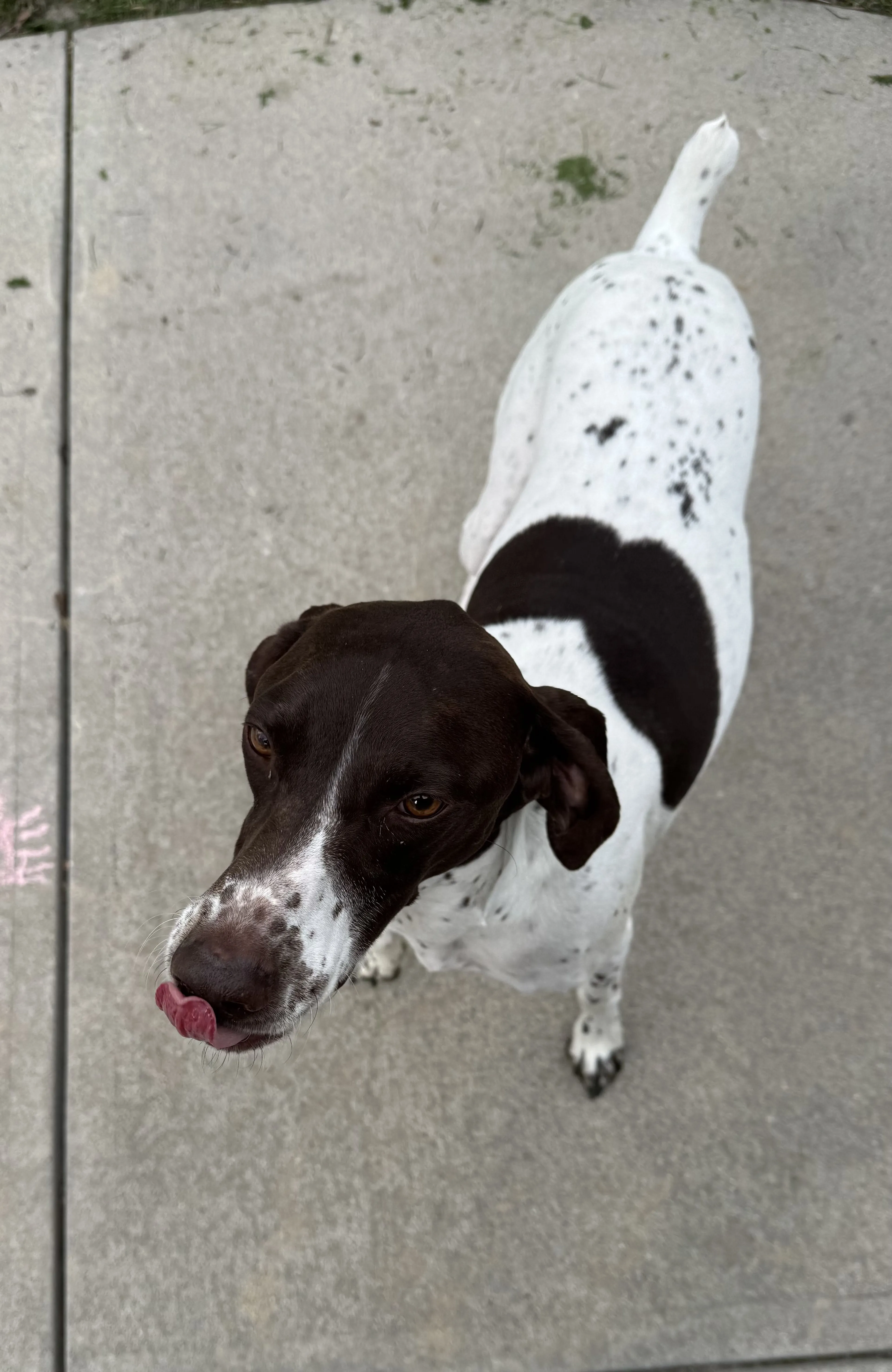 Lost pet