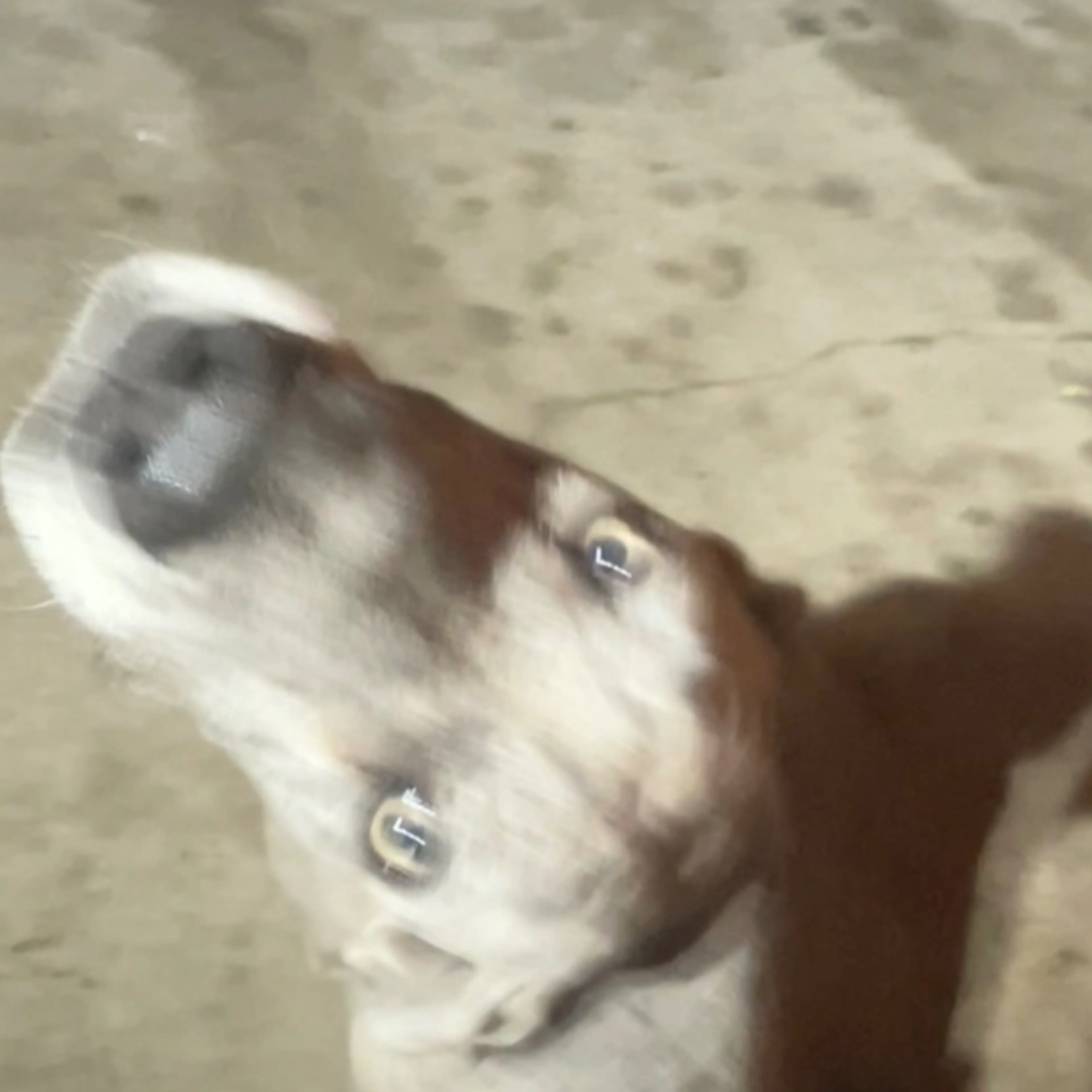 Lost pet-0