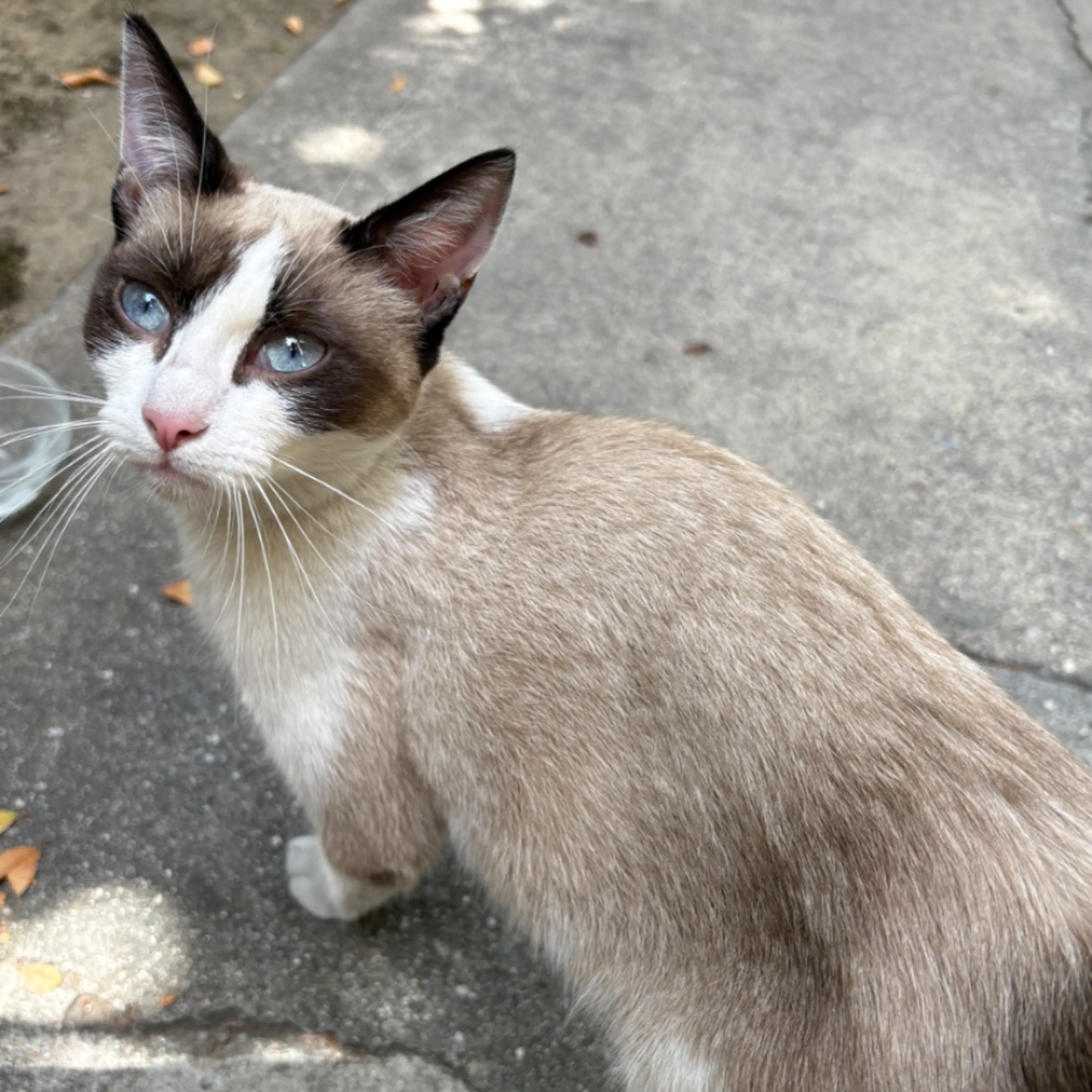 Found pet