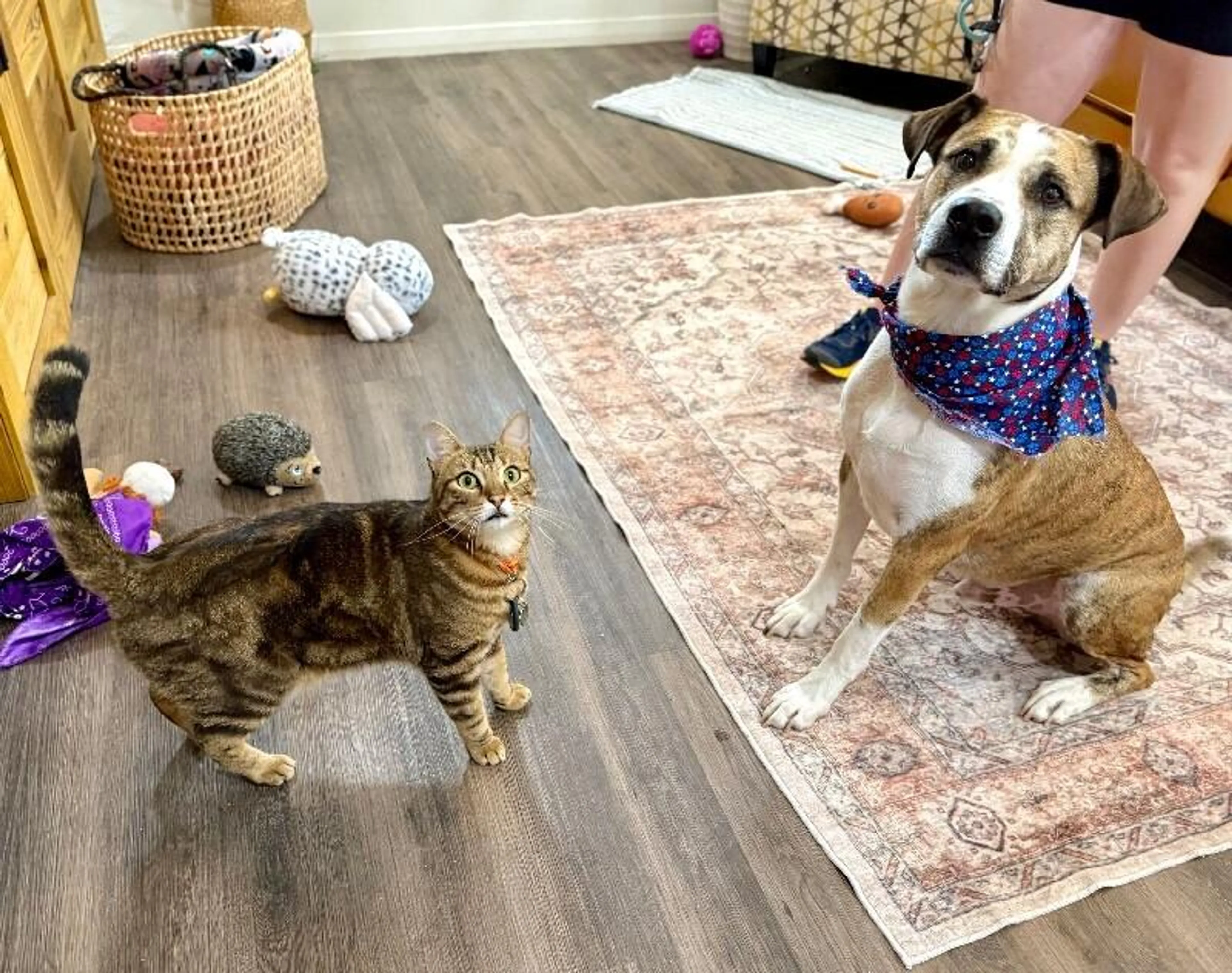 Found pet-4