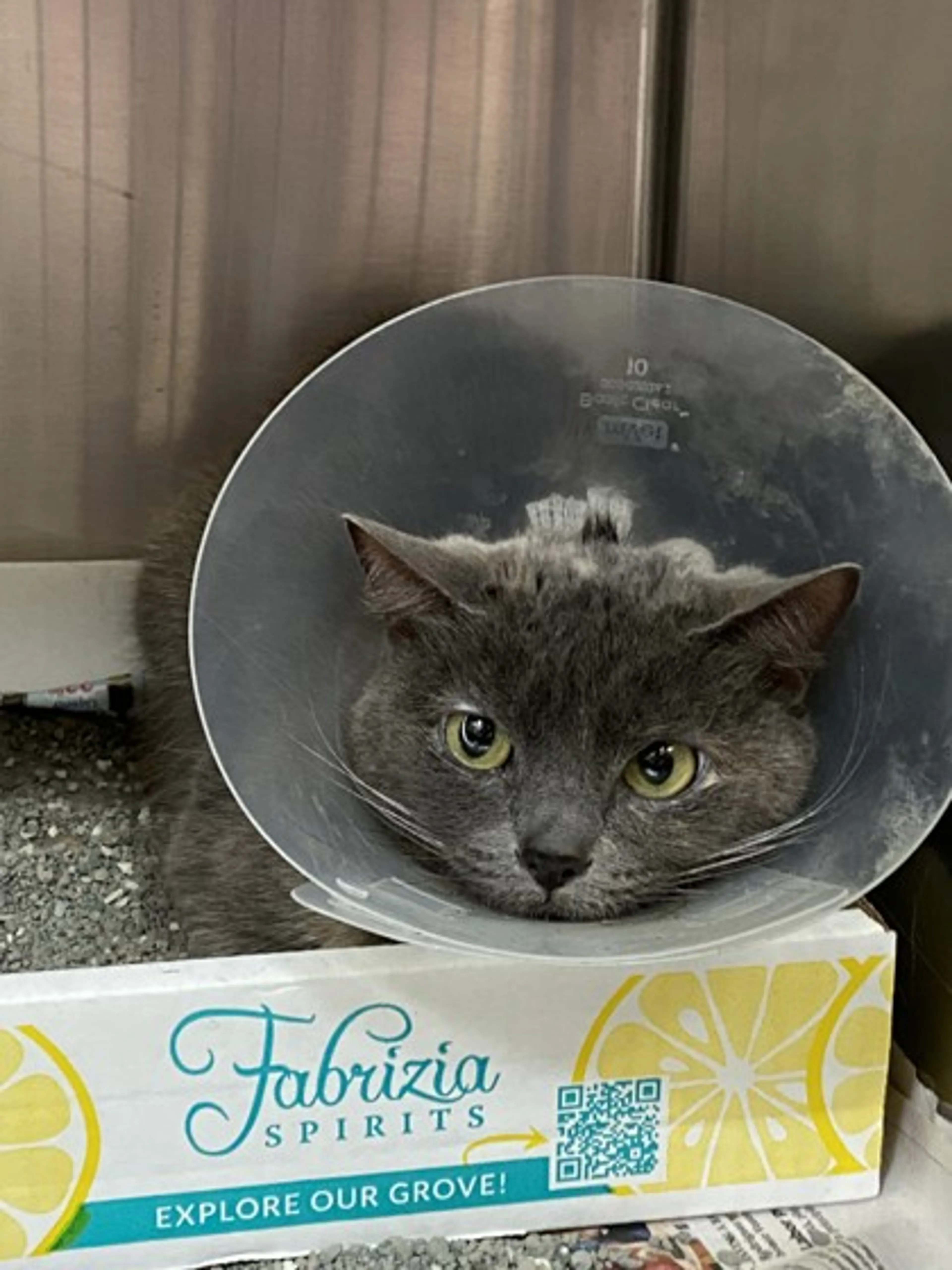 Found pet