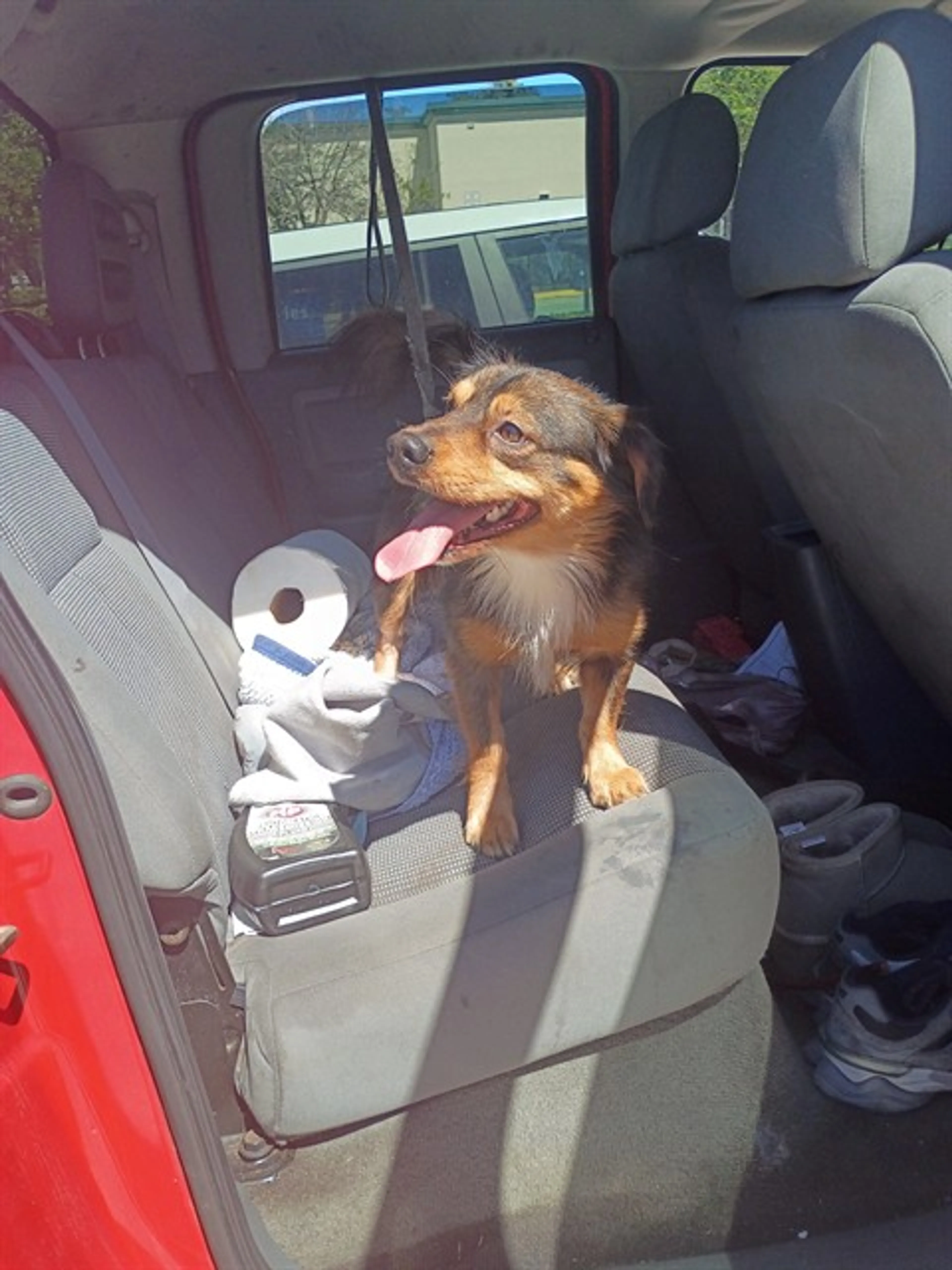Found pet