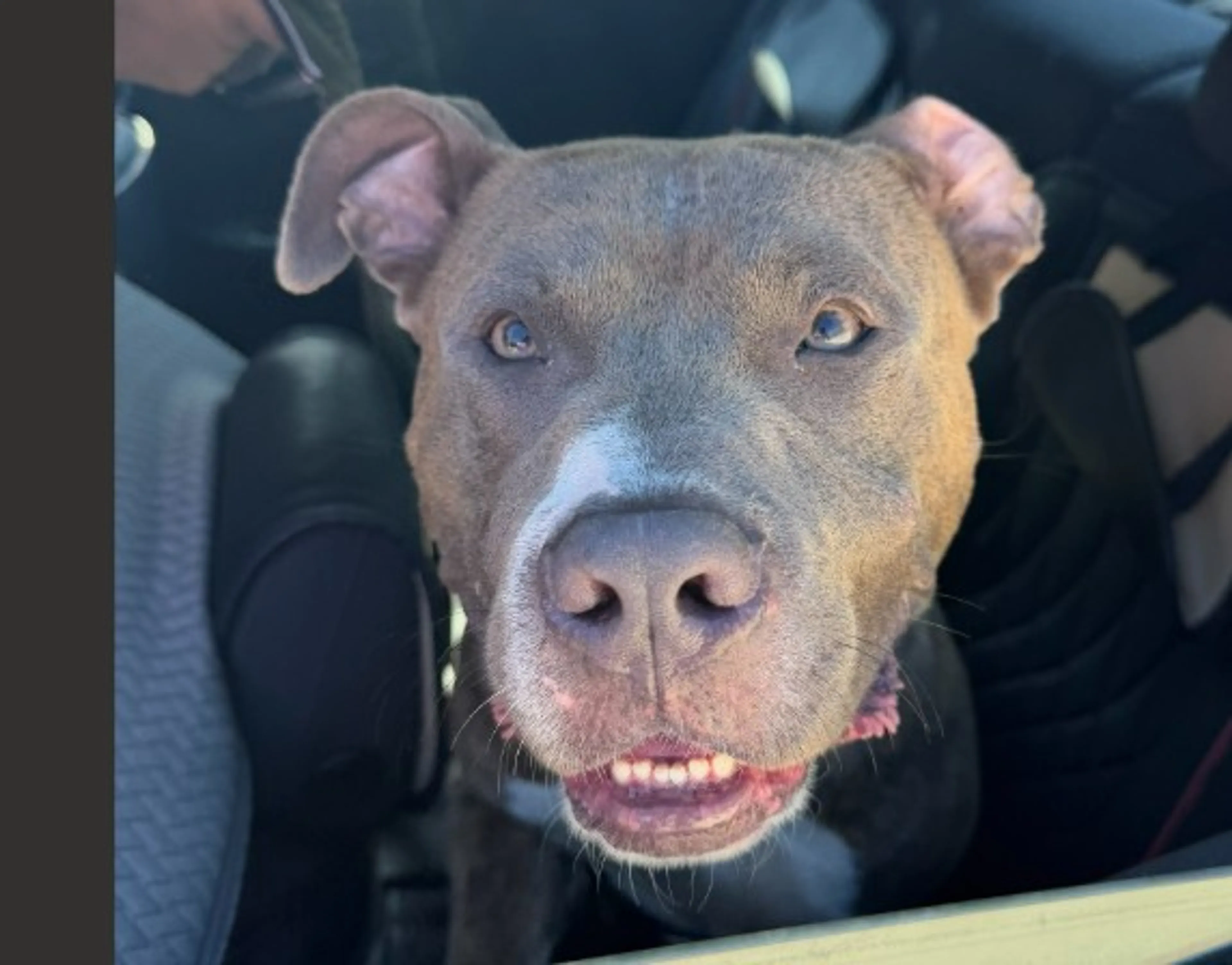 Found pet