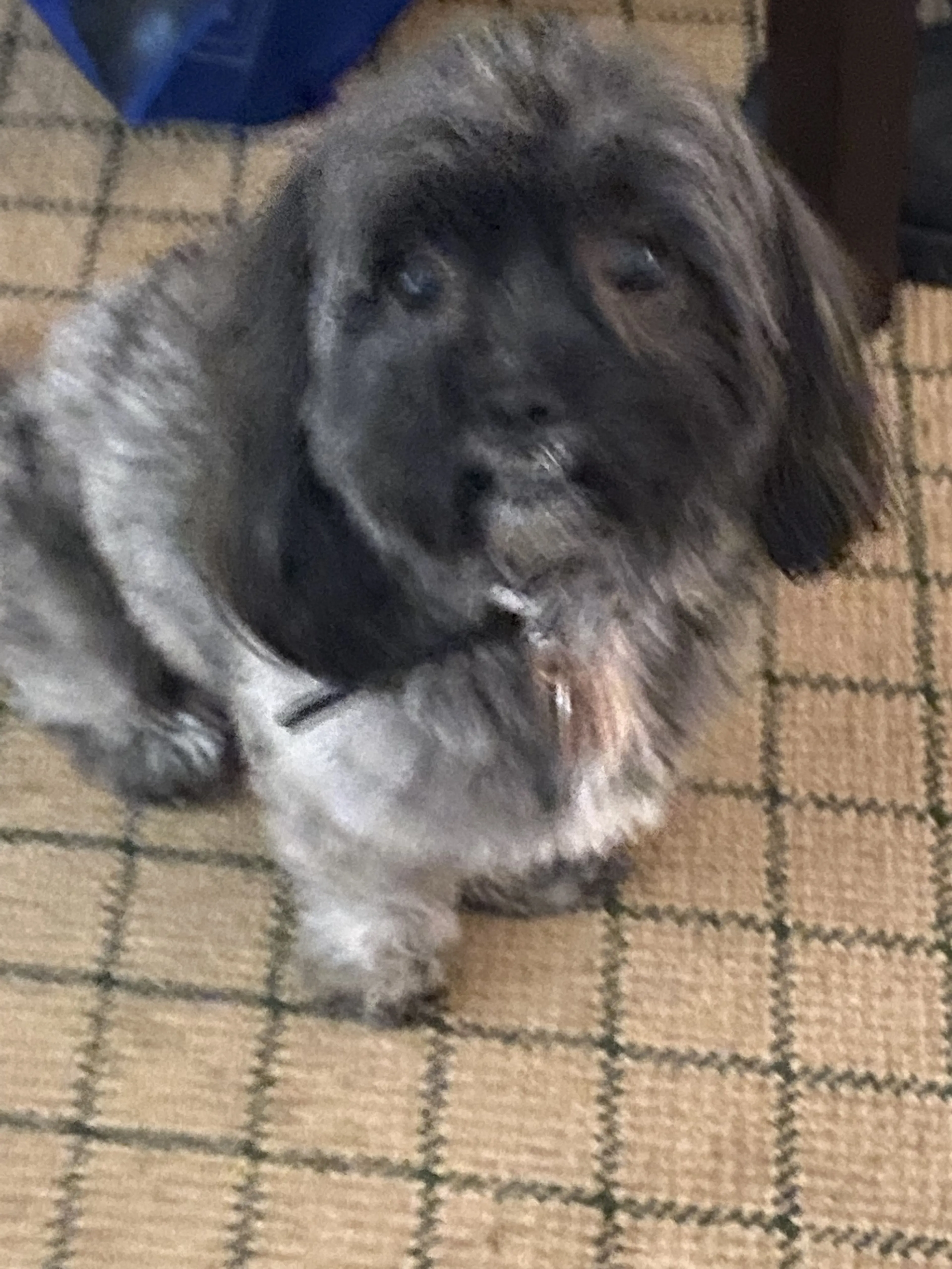 Lost pet