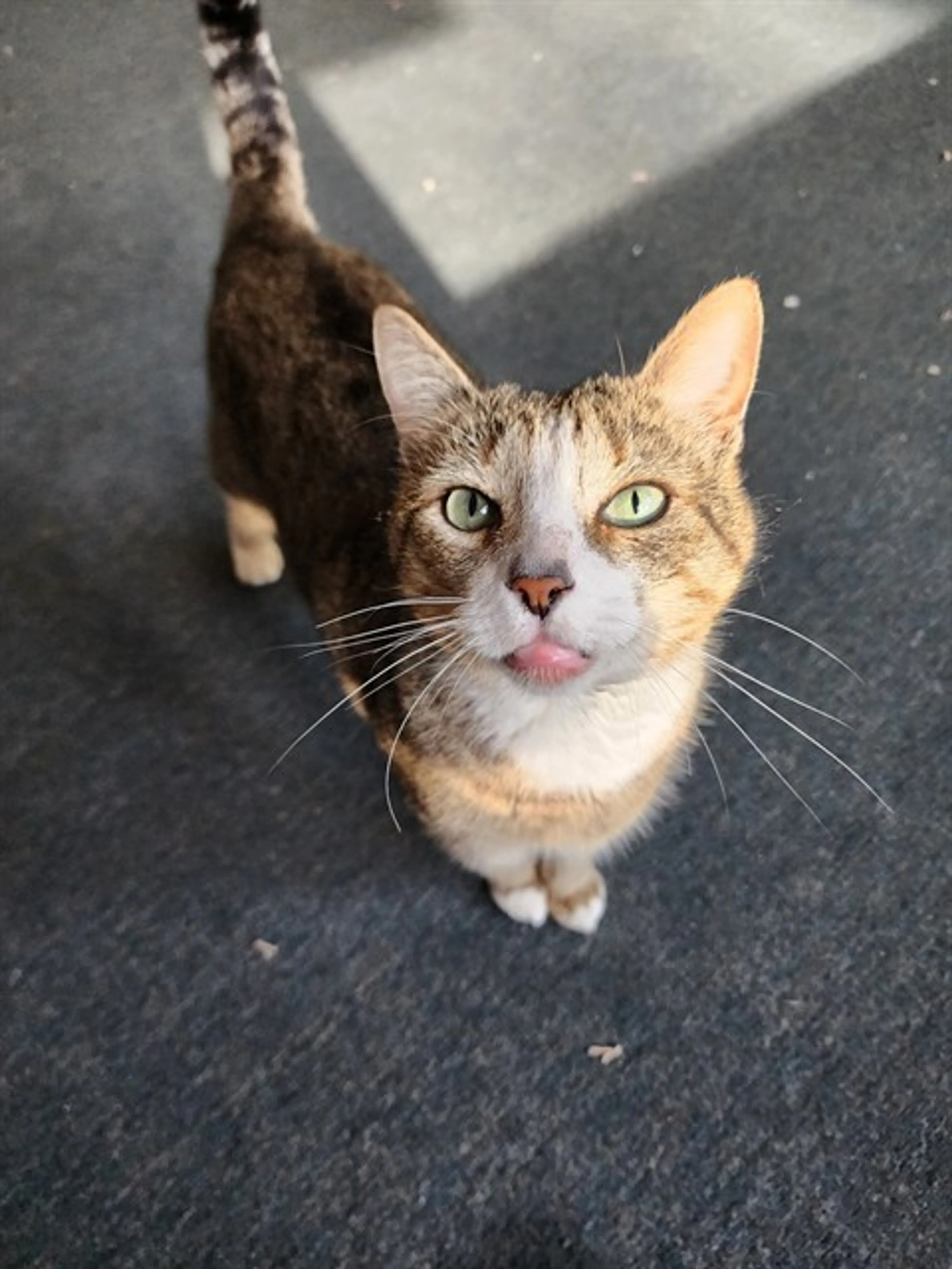 Found pet