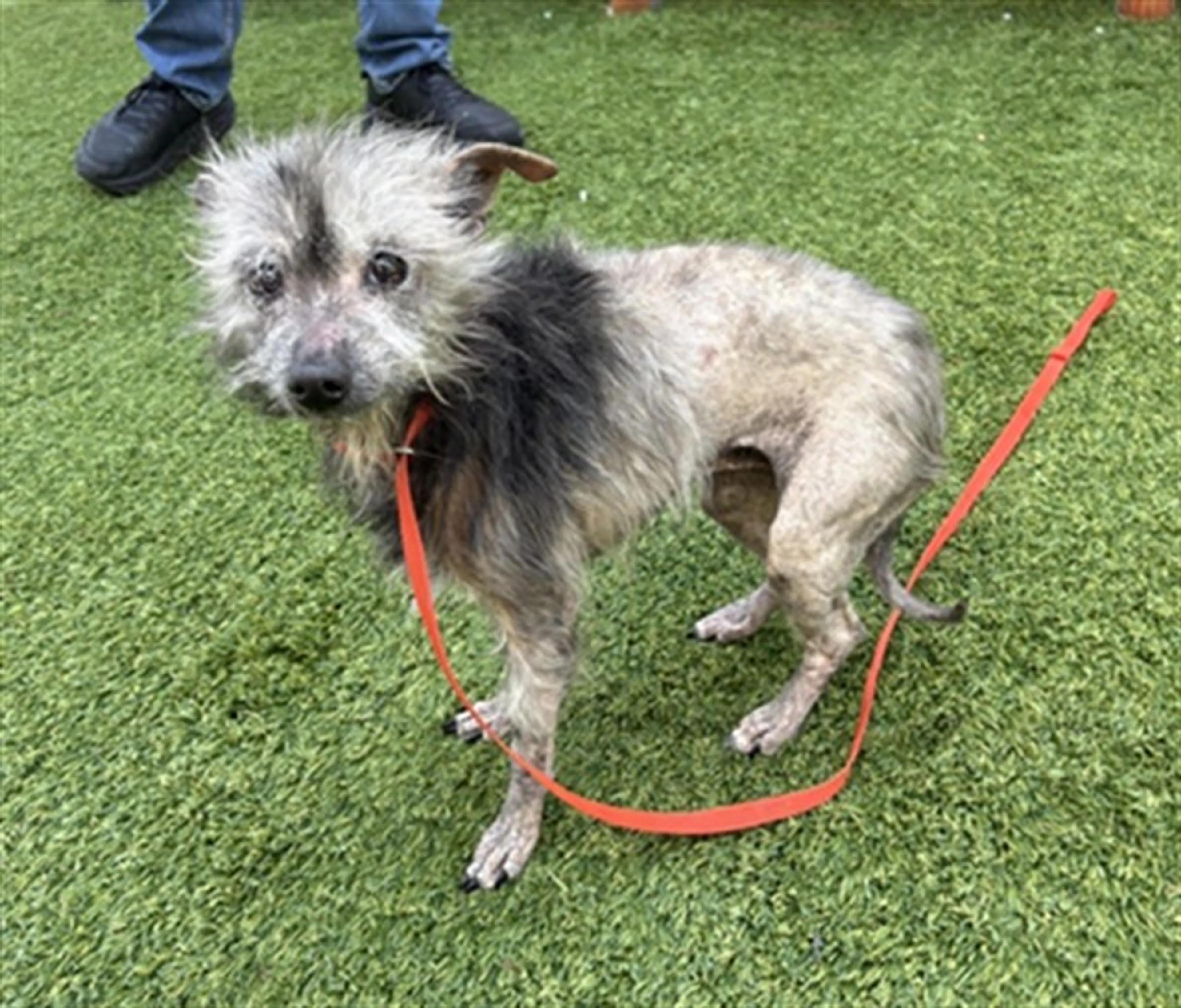 Found pet