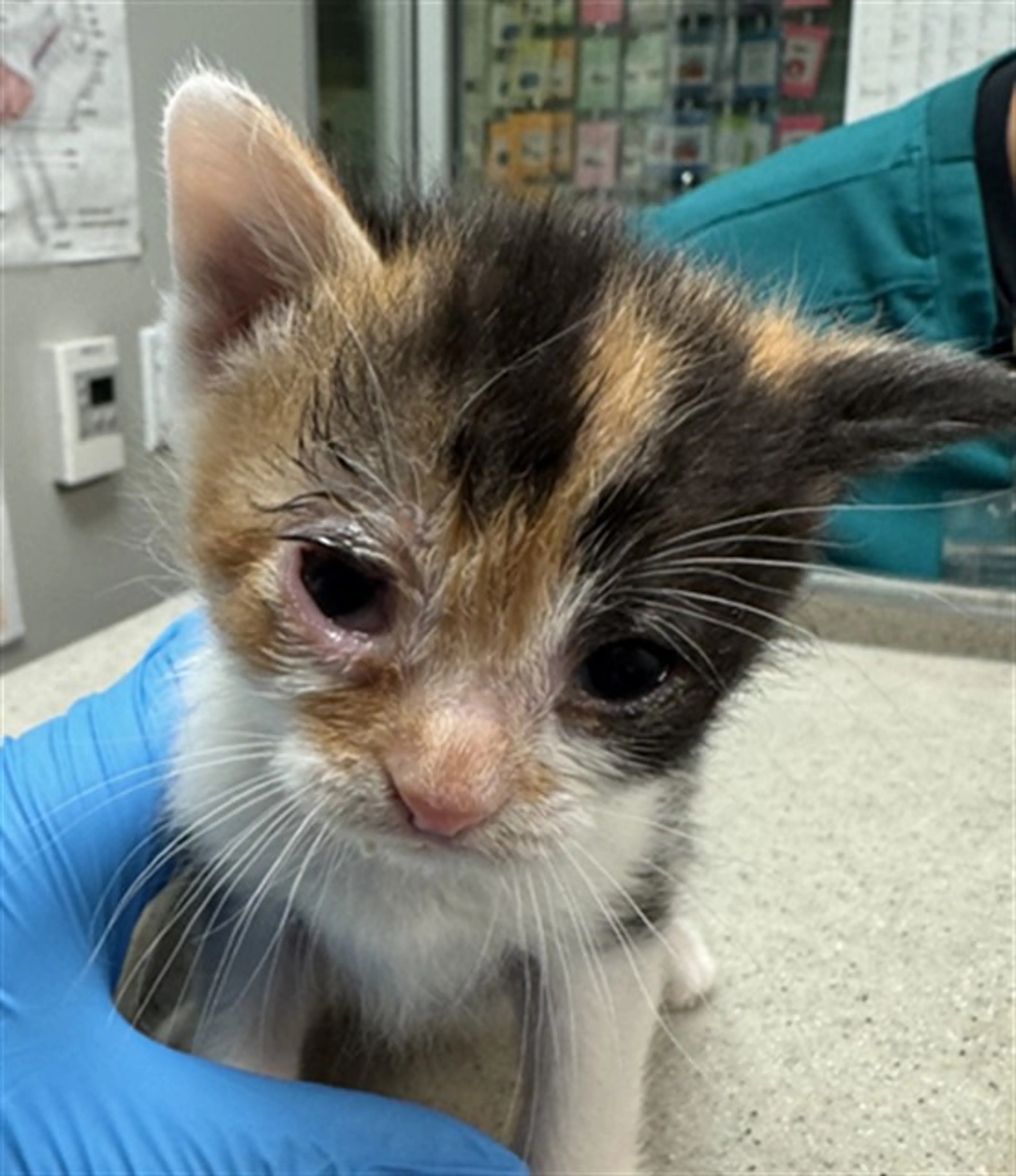 Found pet