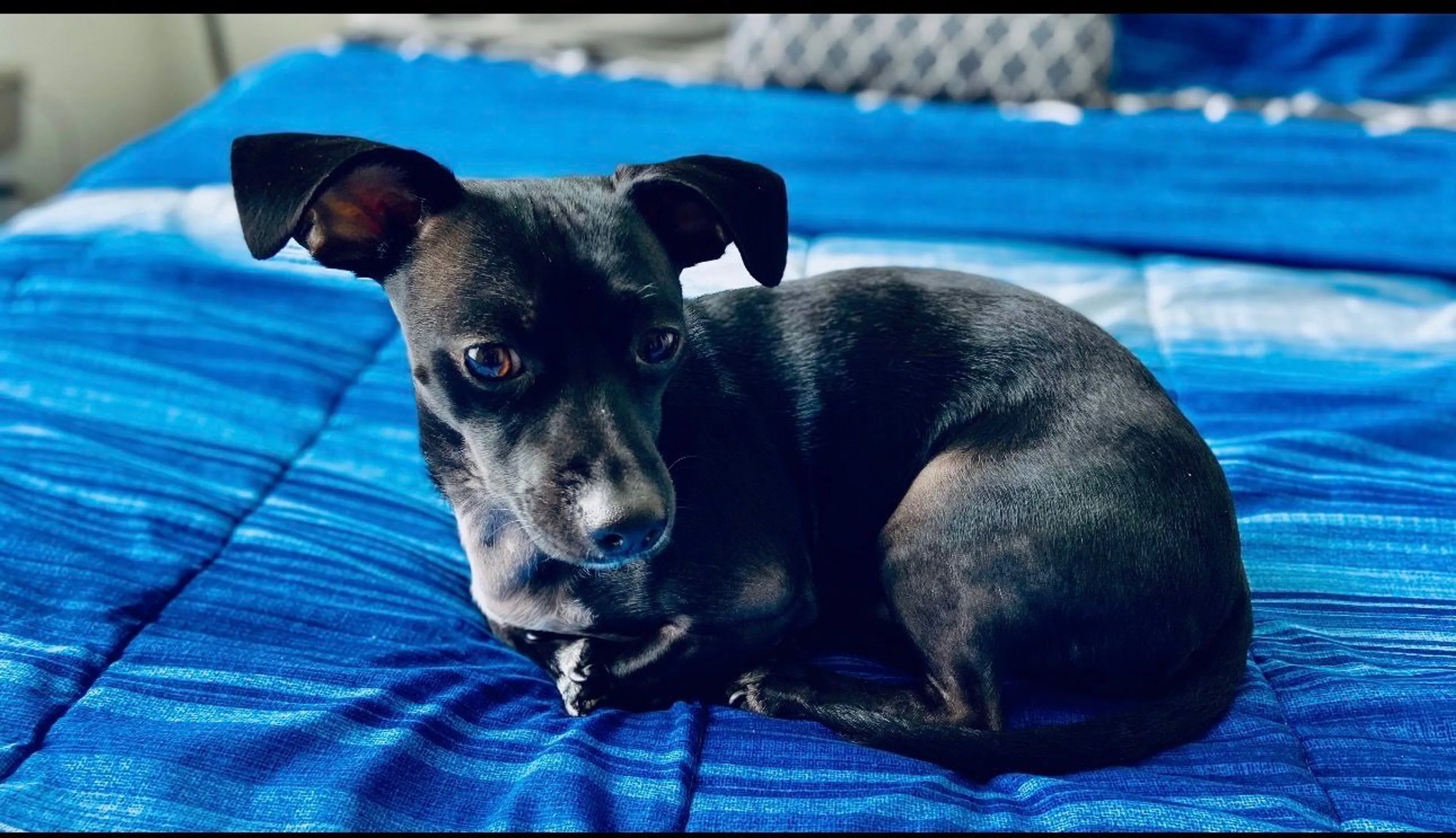 Lost pet-2